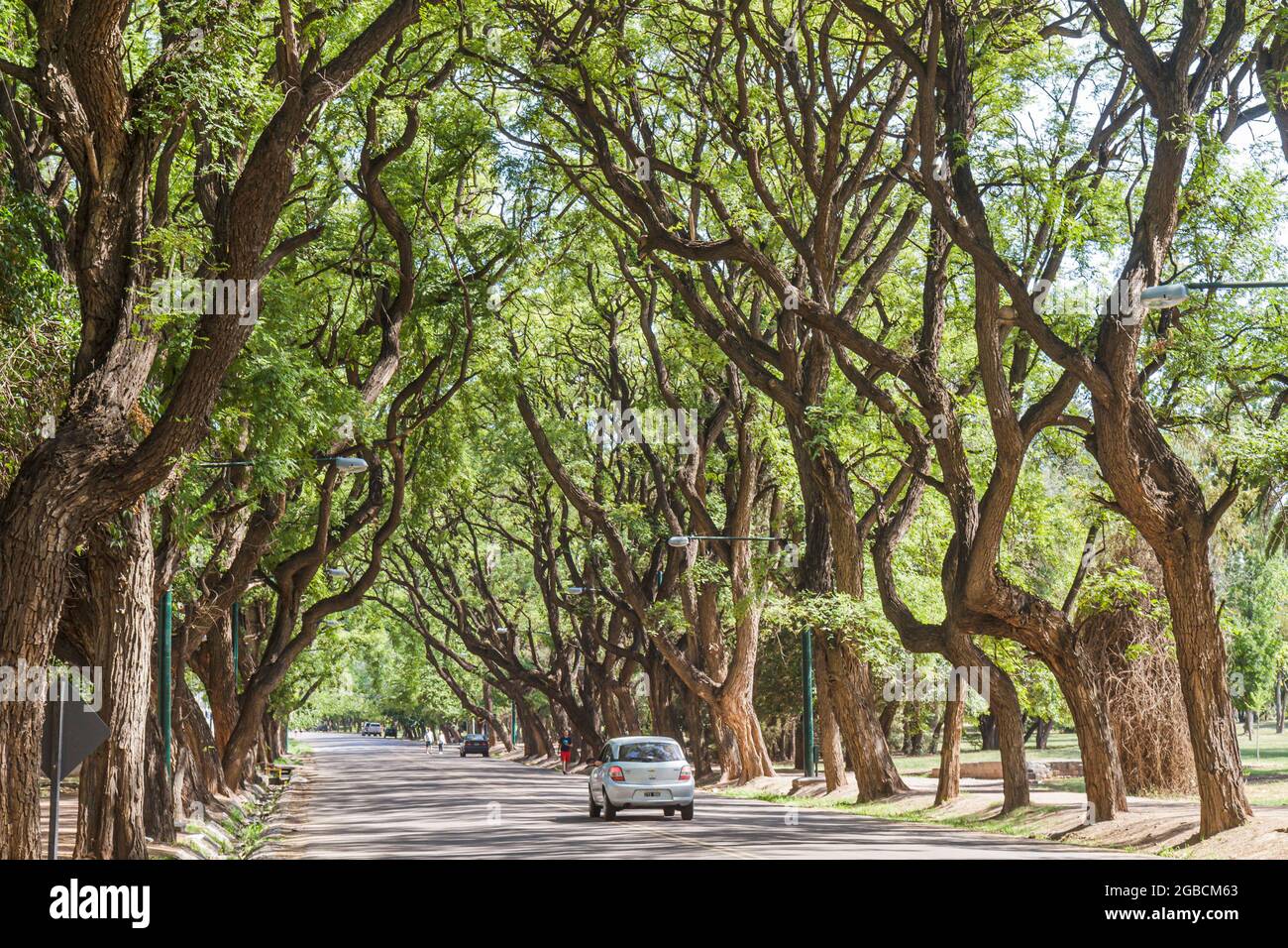 Argentine Mendoza Parque General San Martin parc public, route bordée d'arbres scène de rue, Tipuana tipu Rosewood branches ciel, Banque D'Images