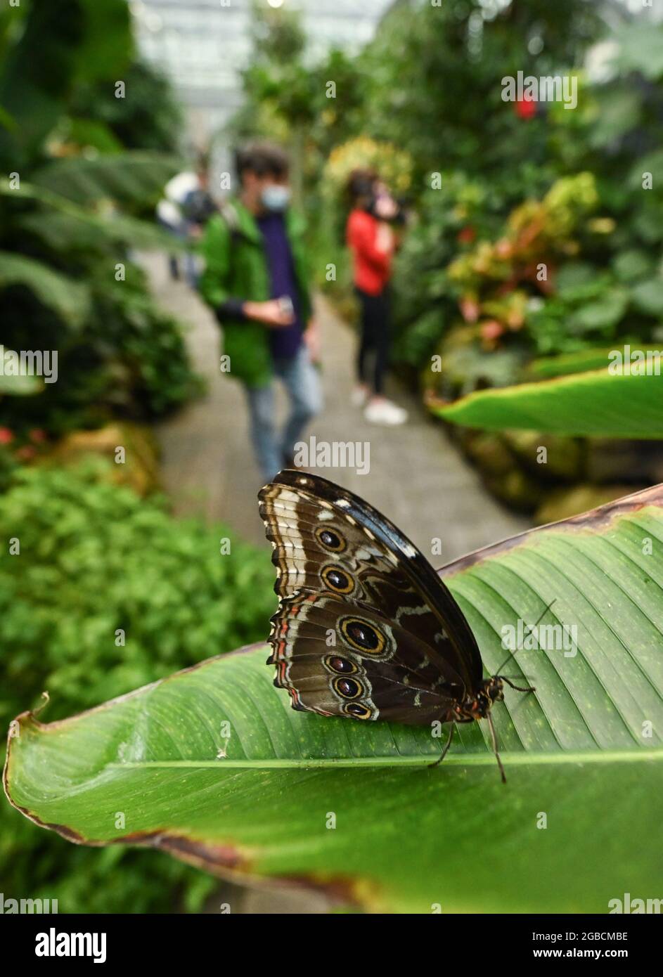 03 Aout 21 Hessen Francfort Sur Le Main Un Papillon De Morpho Bleu Morpho Peleides Se Trouve Sur Une Feuille Dans La Nouvelle Maison Des Fleurs Et Des Papillons De Palmengarten A Francfort Les