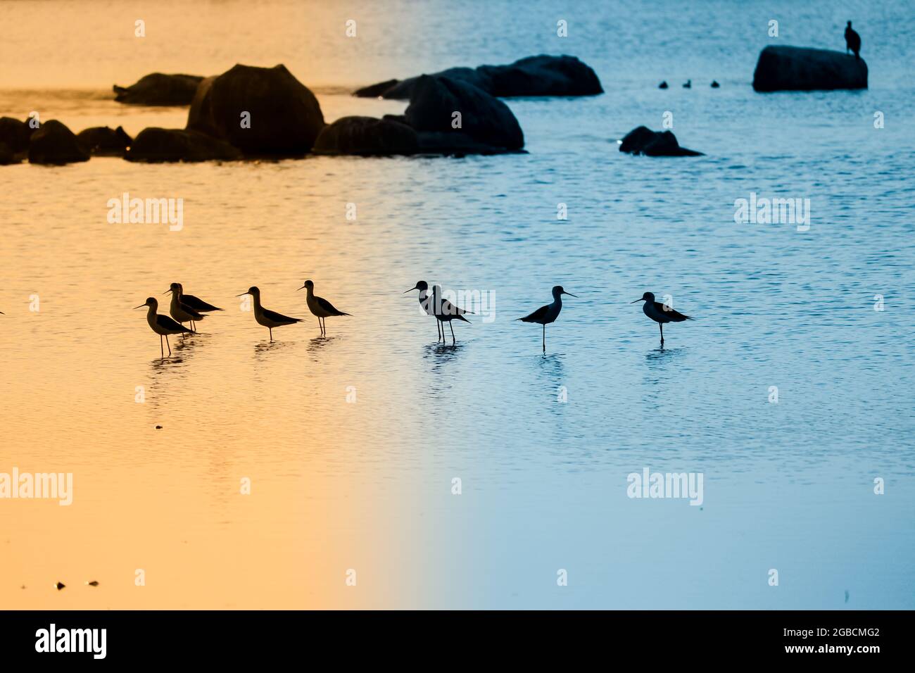 Little Birds au bout de la rivière, vue sur la rivière au coucher du soleil Banque D'Images