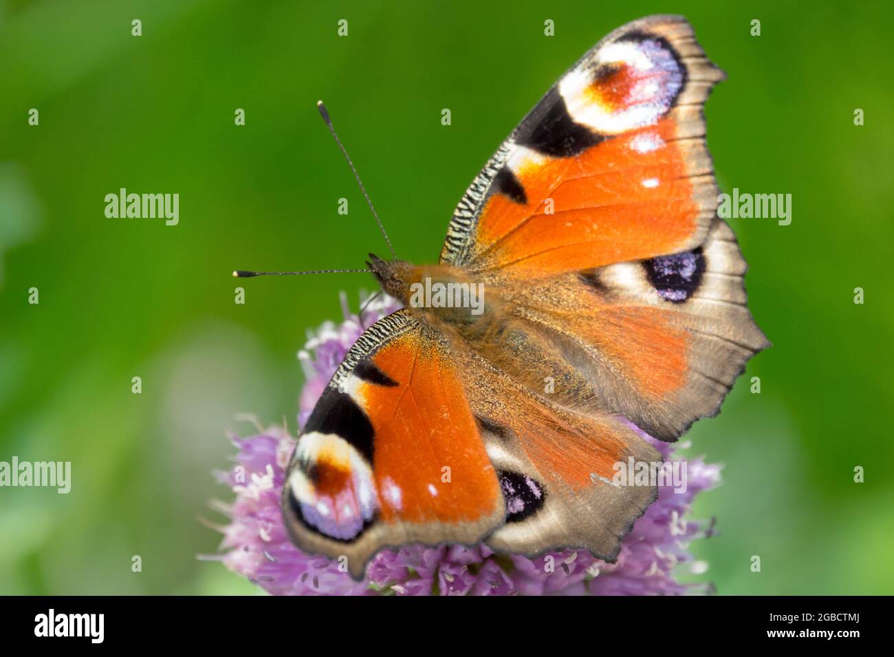 Peacock papillon sur fleur Allium, Aglais io Inachis io Wings yeux Banque D'Images
