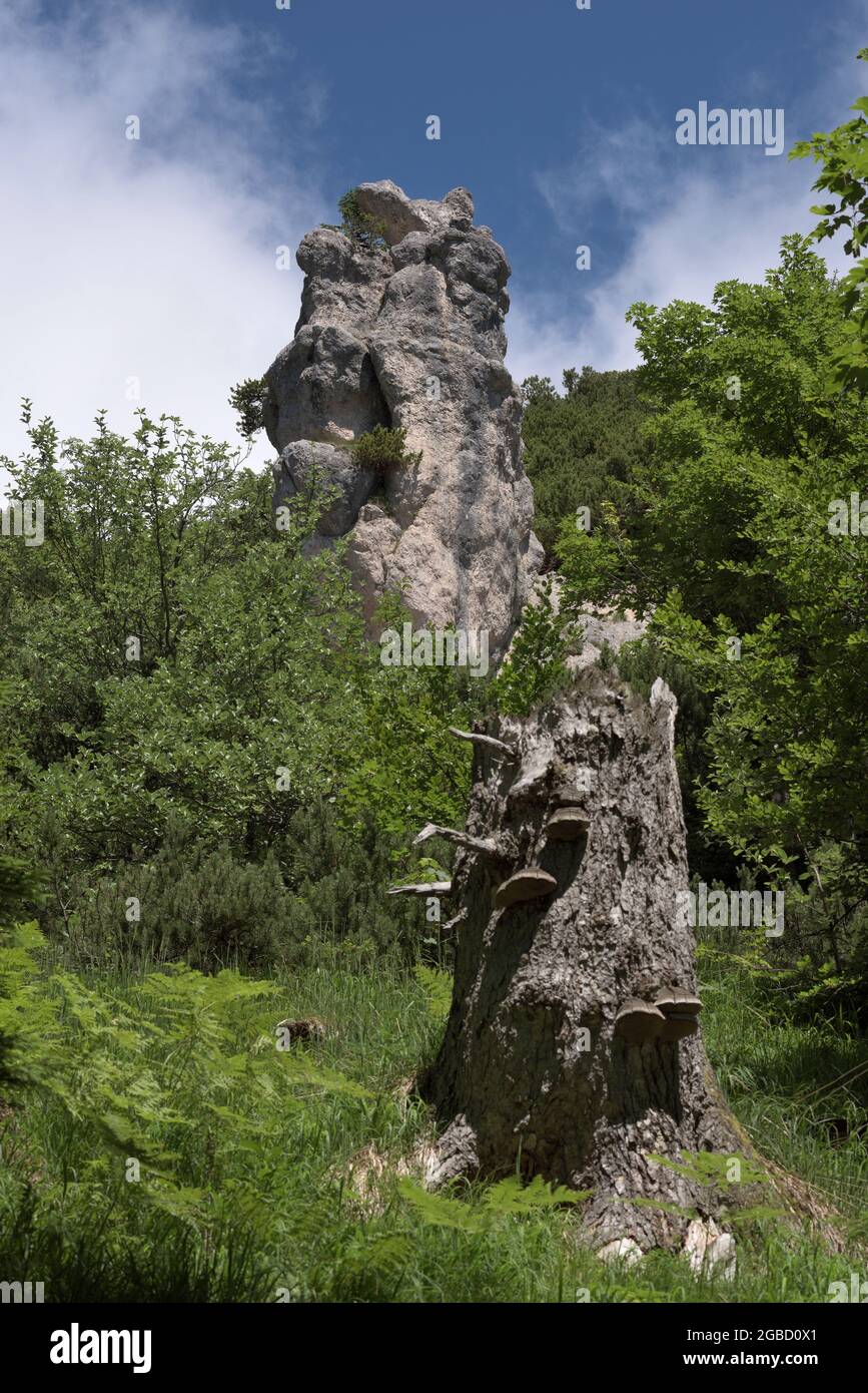 Tronc d'arbre brisé avec champignons devant la formation rocheuse Steinerne Agnes entouré de vert, Bischofswinesen, Bavière, Allemagne Banque D'Images