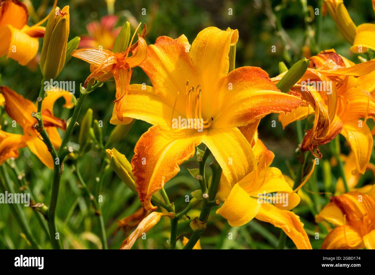 Fleurs d'oranger Hemerocallis 'Invictus' daylilies Banque D'Images