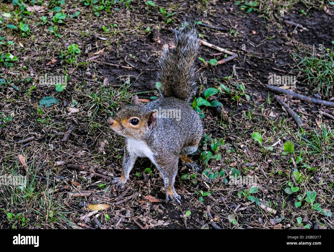 écureuil gris sur l'herbe verte du parc naturel. Banque D'Images