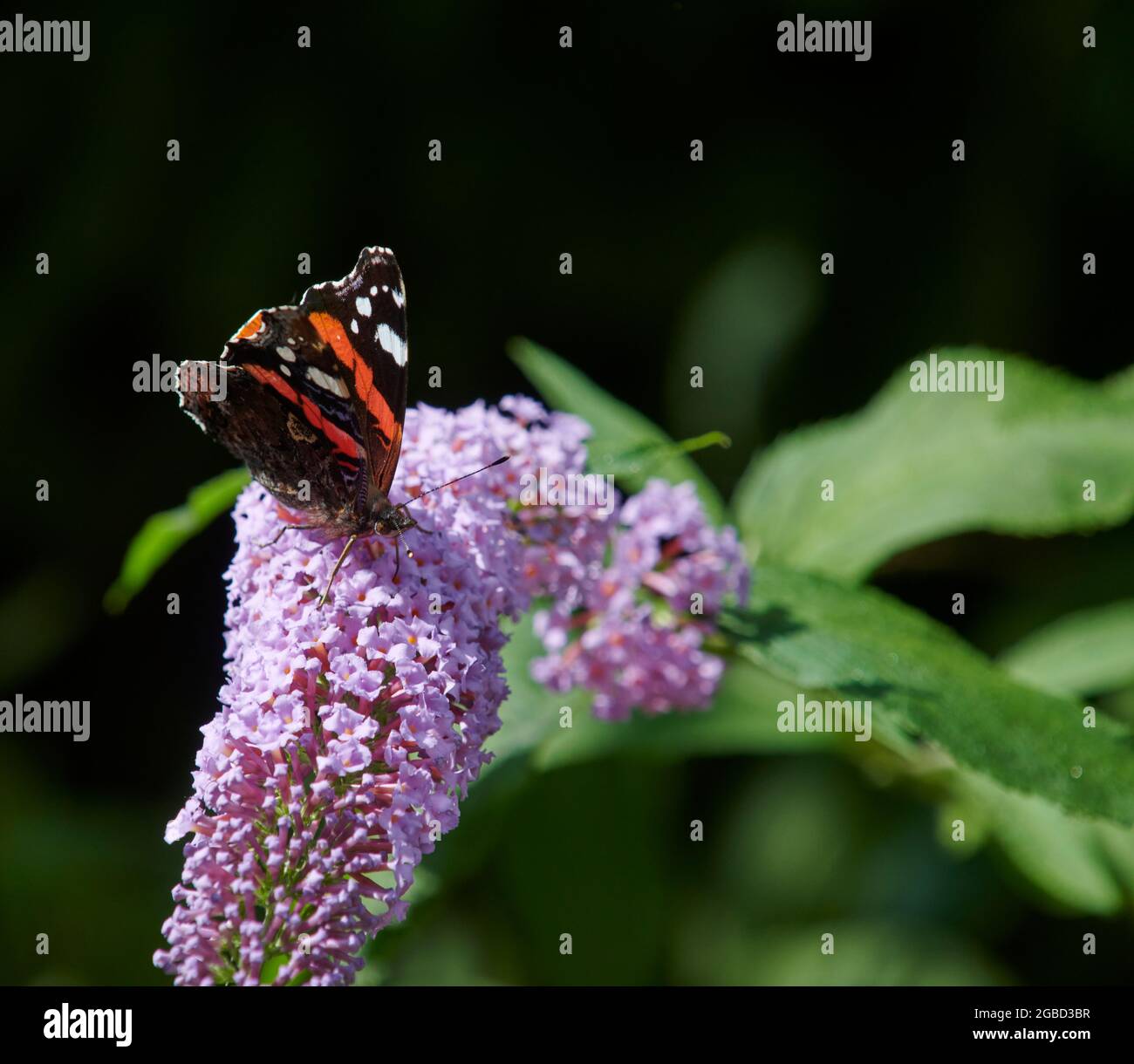 L'amiral rouge (Vanessa atalanta) se nourrissant d'une bouddleia (Buddleja davidi) Banque D'Images