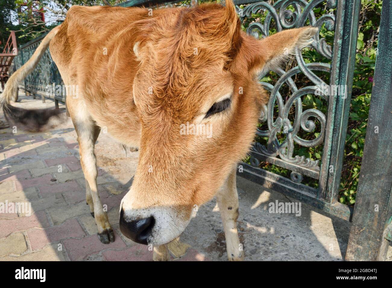Mignon vache indienne, animal herbivore, bébé vache Banque D'Images