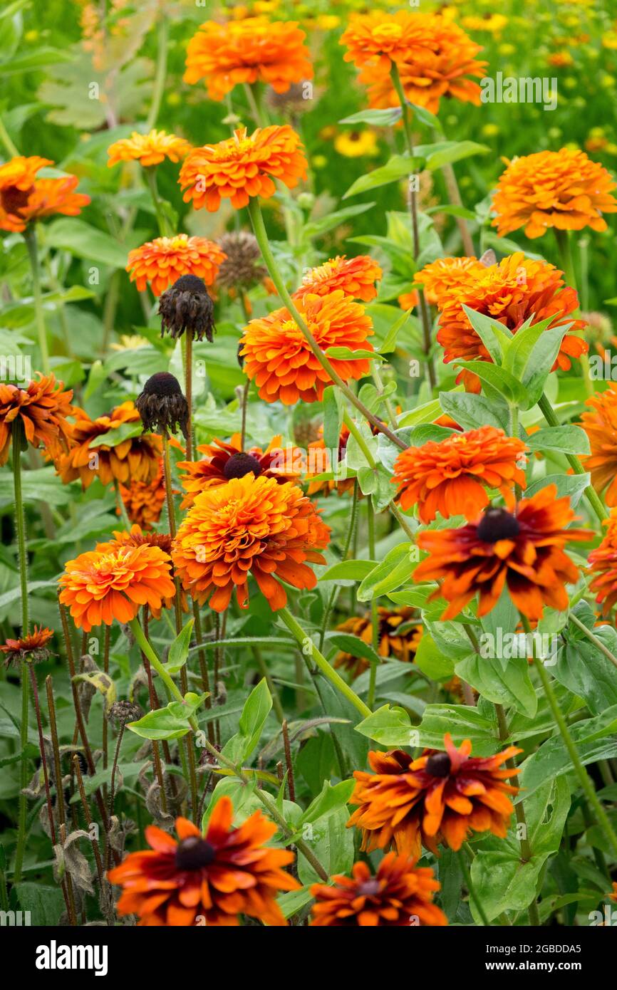 Orange Zinnias lit de fleurs jardin annuel Banque D'Images