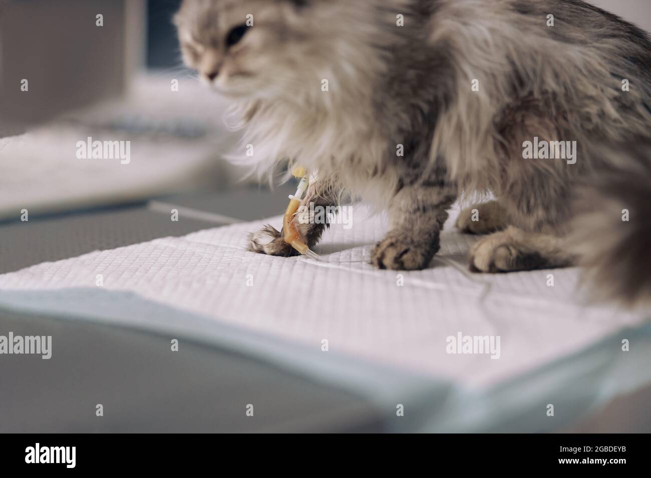 Trouble Malade Doux Chat Gris Sur Perfusion Intraveineuse Est Assis Sur Une Table Dans La Clinique Veterinaire Photo Stock Alamy