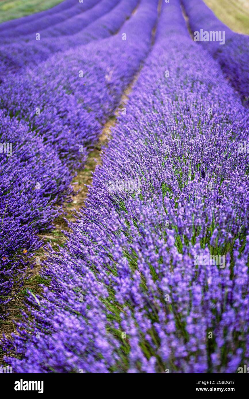 Champs de lavande pourpres à Hitchin Lavender Farm, Hertfordshire Banque D'Images