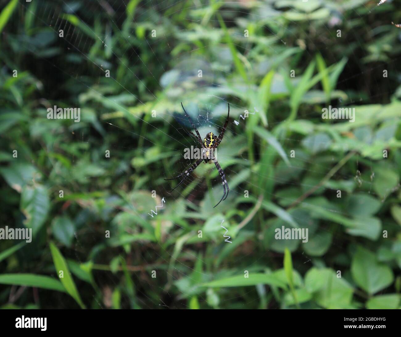 Vue arrière d'une araignée de St Andrew femelle en train de manger un insecte du centre de sa toile lorsque le soleil du matin se lève Banque D'Images
