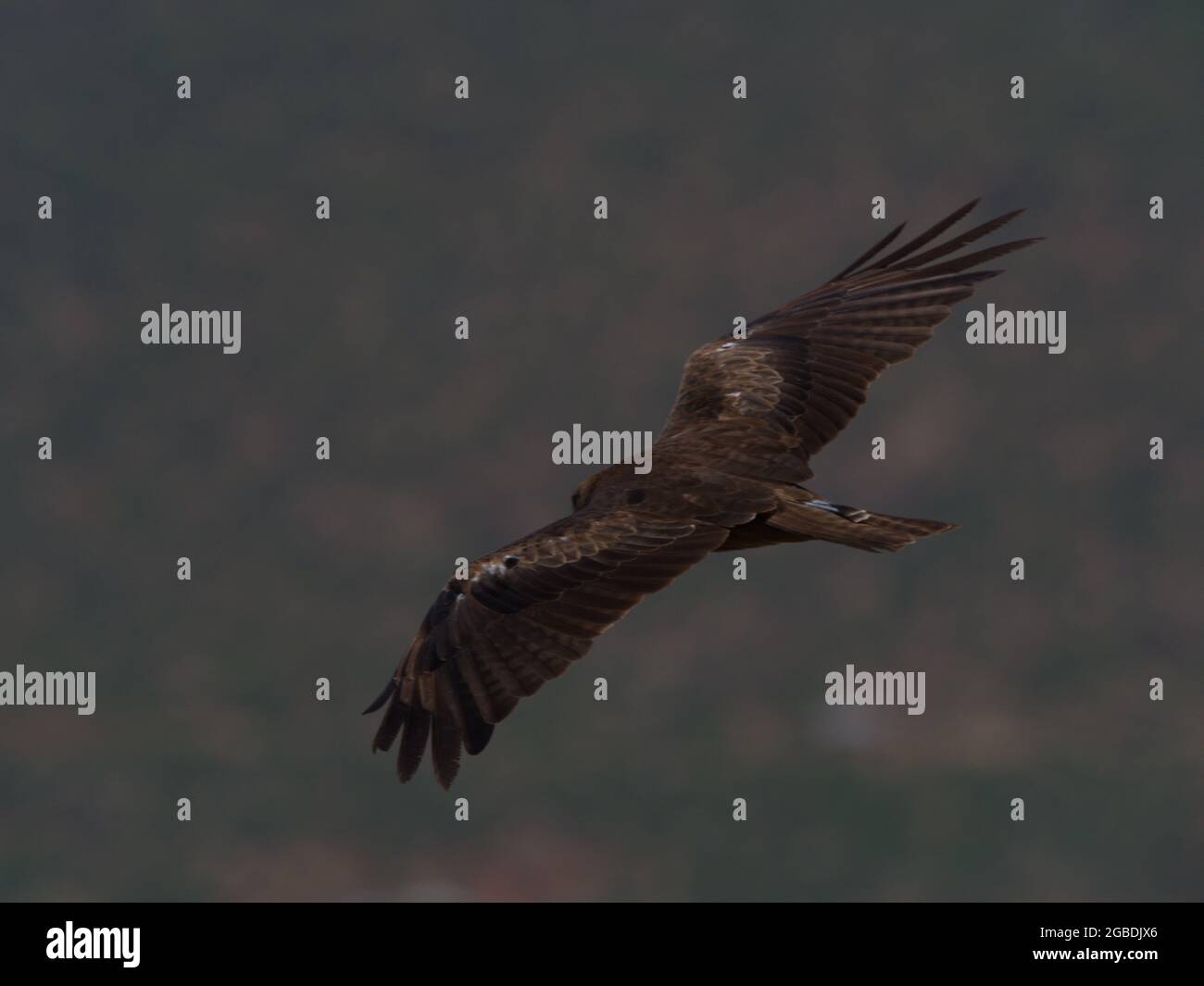 Portrait en gros plan des ailes volantes de Tawny Eagle (Aquila rapax) se sont répandues à Aksum, en Éthiopie. Banque D'Images