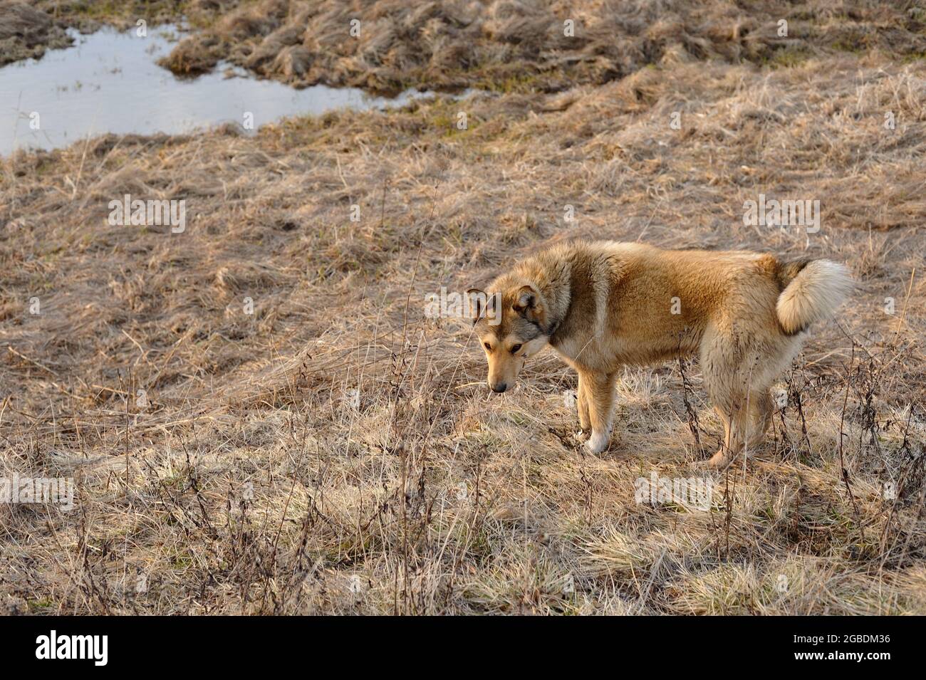 portrait d'un chien errant avec une cicatrice sur sa joue Banque D'Images