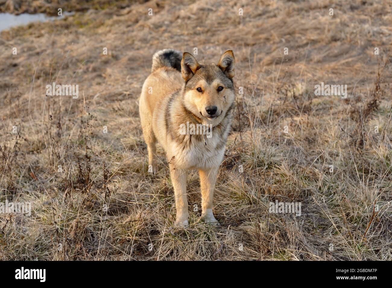 portrait d'un chien errant avec une cicatrice sur sa joue Banque D'Images