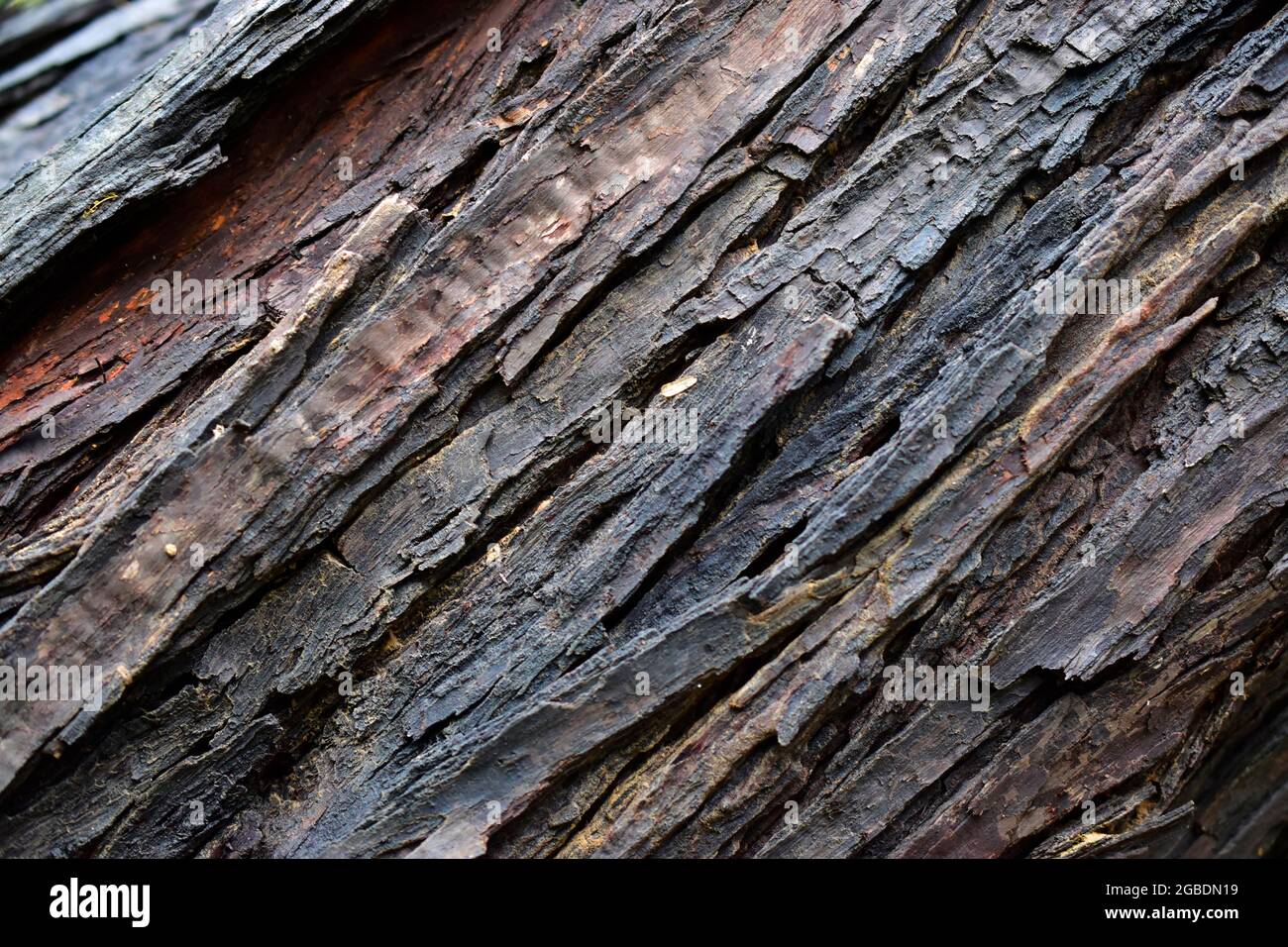 arrière-plan de texture d'arbre brun , arrière-plan abstrait Banque D'Images