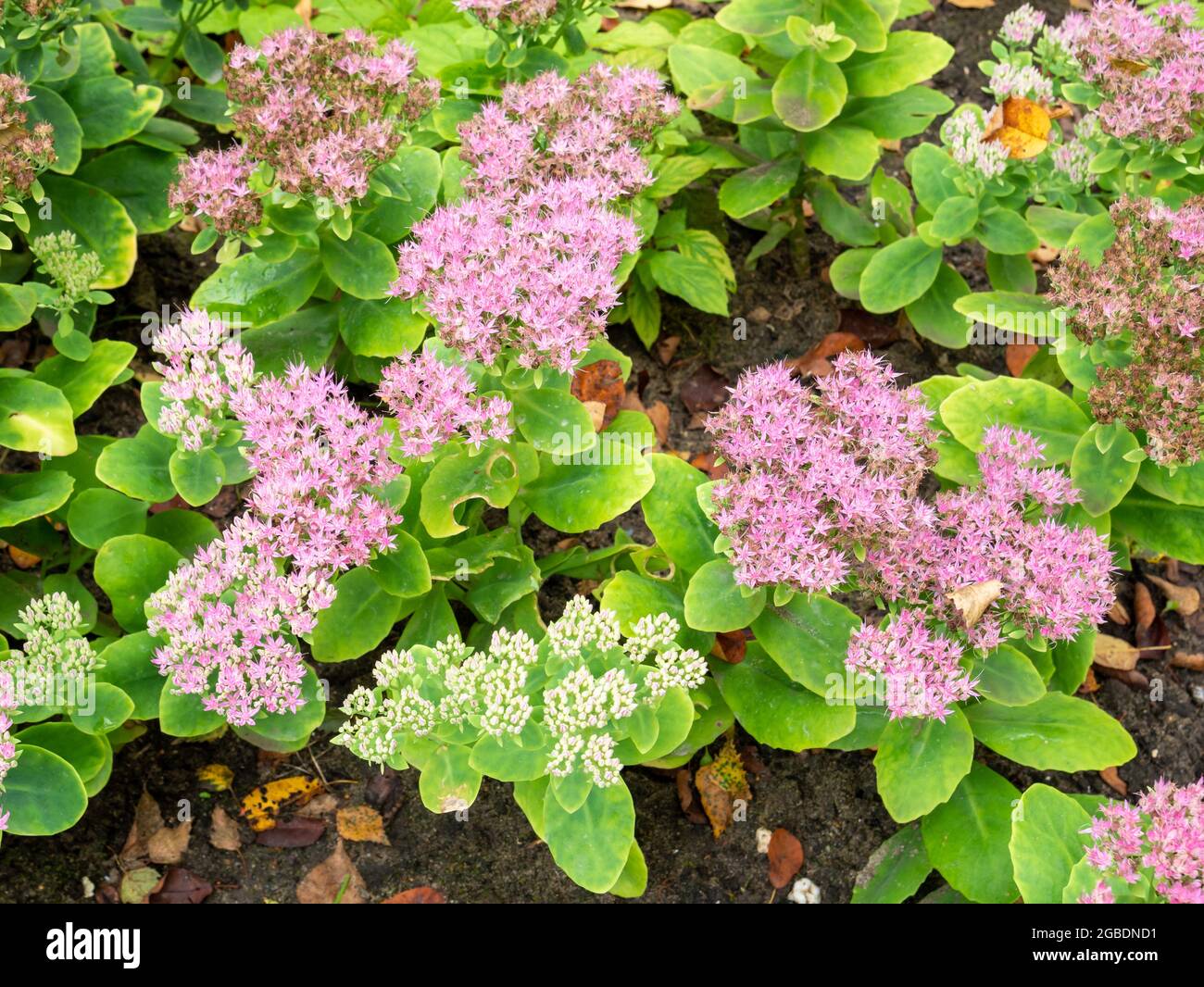 Fleurs roses et bourgeons de stonecrop ou d'iceplant, Sedum spectabile ou Hylotelephium spectabile à l'automne, aux pays-Bas Banque D'Images