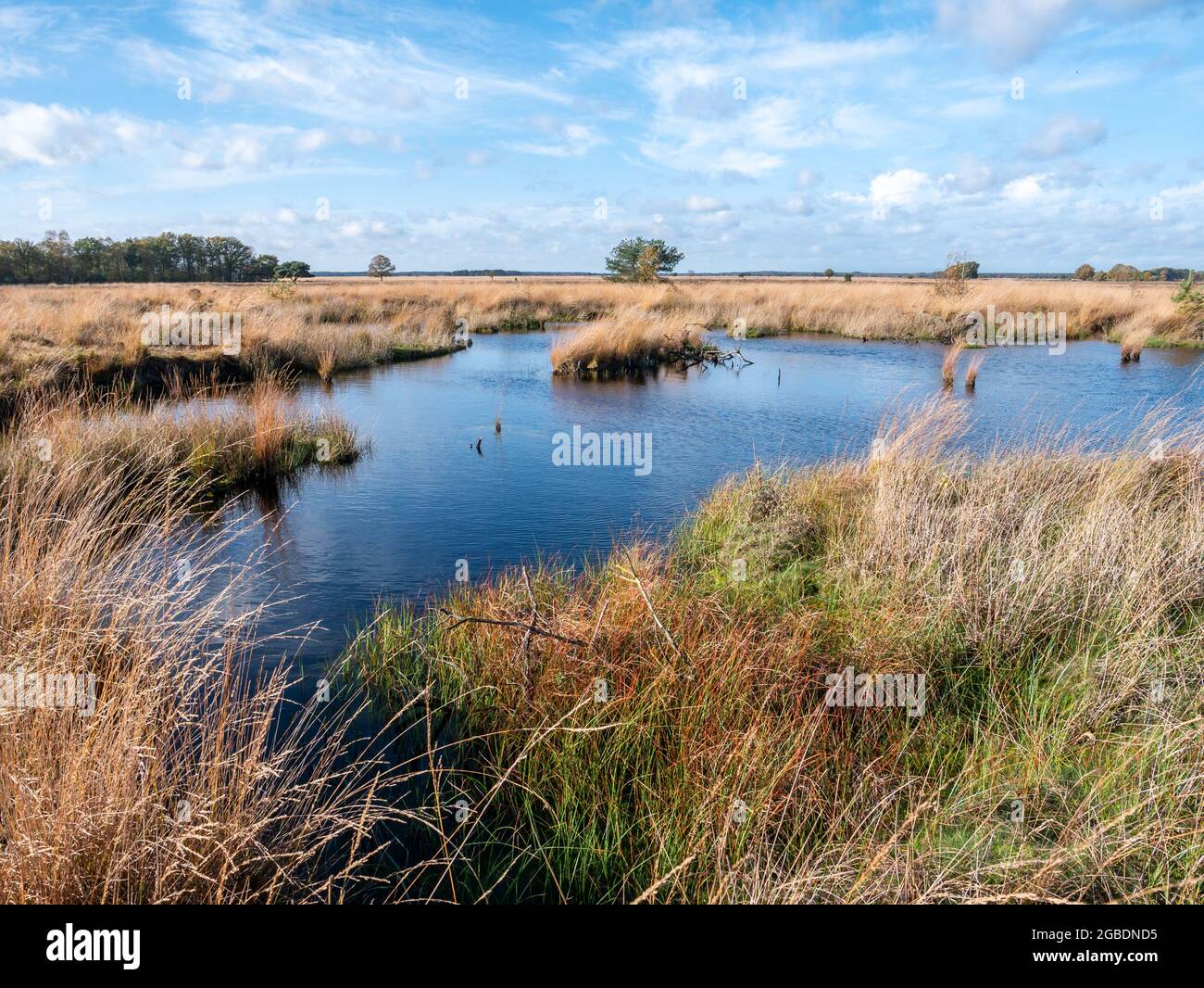 Moor Grass and Water pool, tourbière dans le parc national Dwingelderveld, Drenthe, pays-Bas Banque D'Images