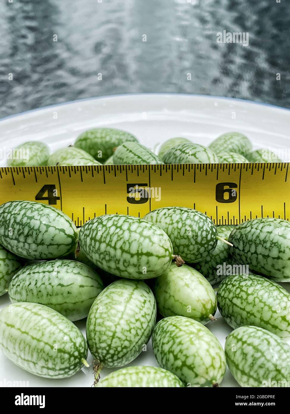 Concombres Cucamelon ou Sour Gherkin mexicains fraîchement cueillis. Ce sont des raisins de taille, des concombres aigre, très unique. Banque D'Images