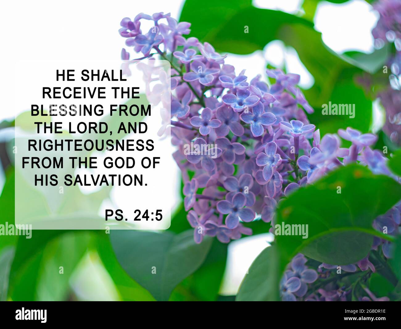 Citation De La Bible Sur La Fleur De Lilas Inspiration Chretienne De Priere Verset Il Recevra La Benediction Du Seigneur Et La Justice Du Dieu De Ses S Photo Stock Alamy Citation De La Bible Sur La Fleur De Lilas Inspiration Chretienne De Priere Verset Il Recevra La Benediction Du Seigneur Et La Justice Du Dieu De Ses S Photo Stock Alamy