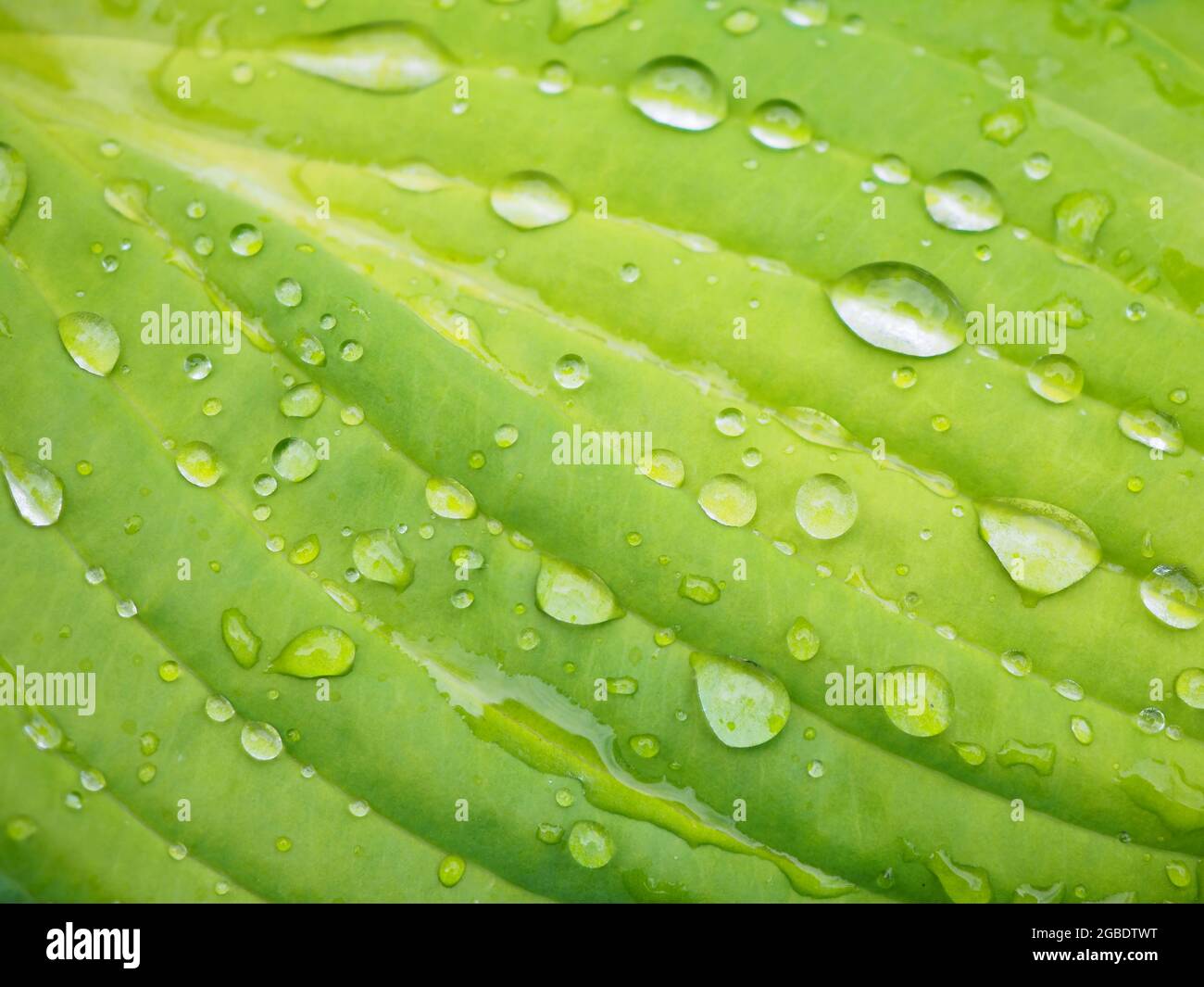 L'eau de pluie tombe sur la feuille verte macro Banque D'Images