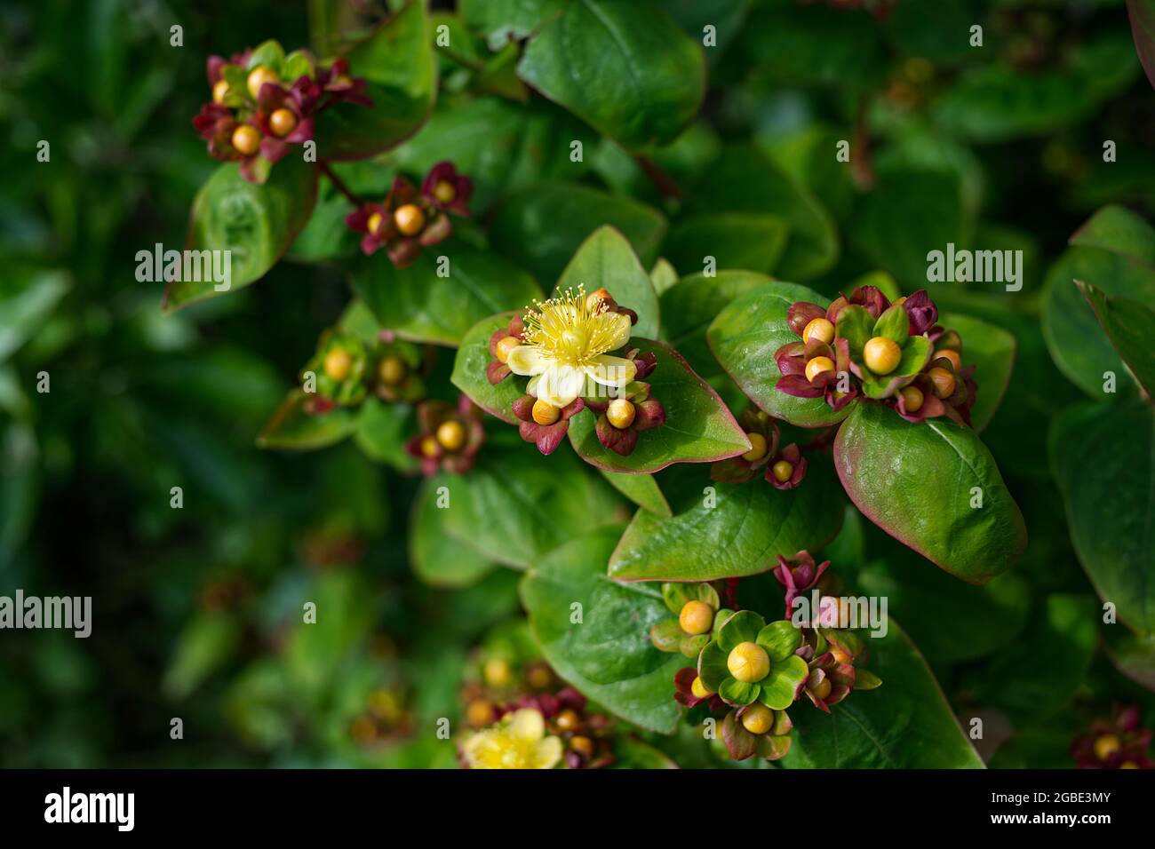 Hypericum perforatum (millepertuis) Banque D'Images