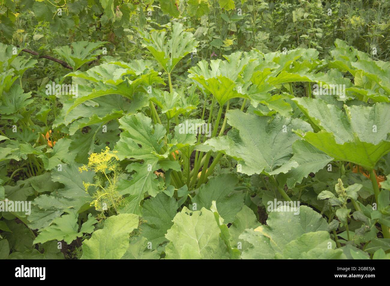 Gros plan sur les feuilles de la plante de zucchini avec un arrière-plan flou Banque D'Images