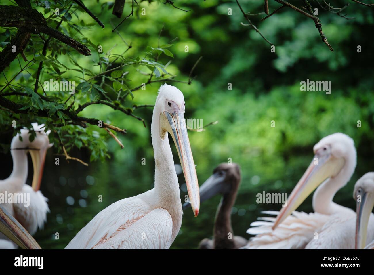 Belle scène de grands pélicans roses dans leur habitat Banque D'Images