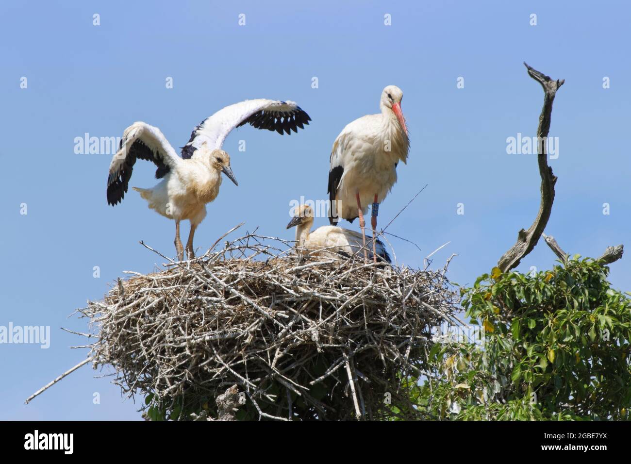 Bien développé White Stork (Ciconia ciconia) poussin exerçant ses ailes sur le nid à côté d'une sœur et d'un parent, Knepp Estate, Sussex, Royaume-Uni, juin 2021 Banque D'Images