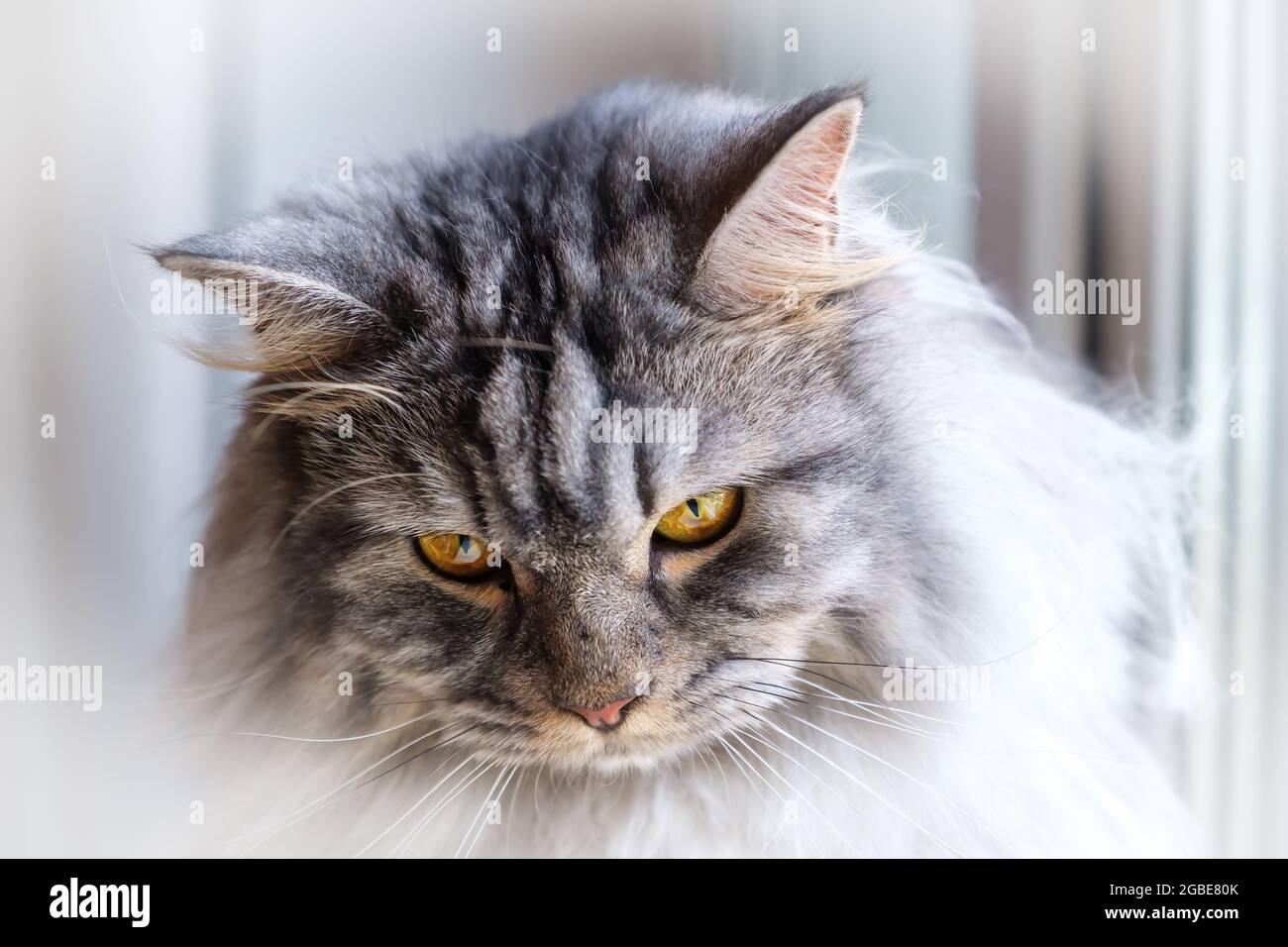 Museau De Chat Tabby Avec Des Yeux Jaune Etourdissante Un Look Elegant Fier Et Perspicace Et Une Fourrure Moelleuse Gros Plan Portrait Photo Stock Alamy