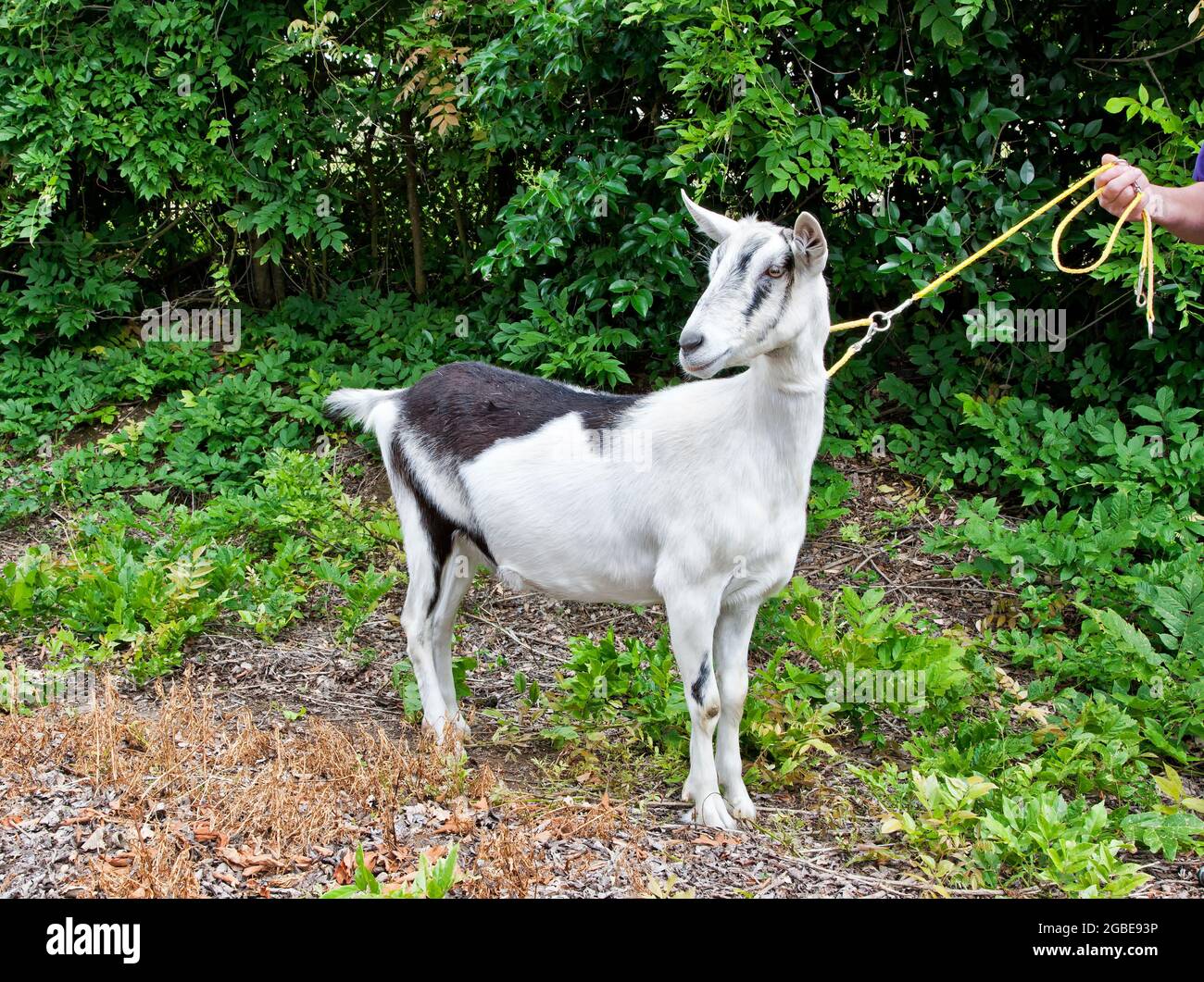 Variété 'Alpine' de chèvre transgénique, génétiquement modifiée, anti bactérienne, recherche animale (Capra aegagrus hircus). Banque D'Images