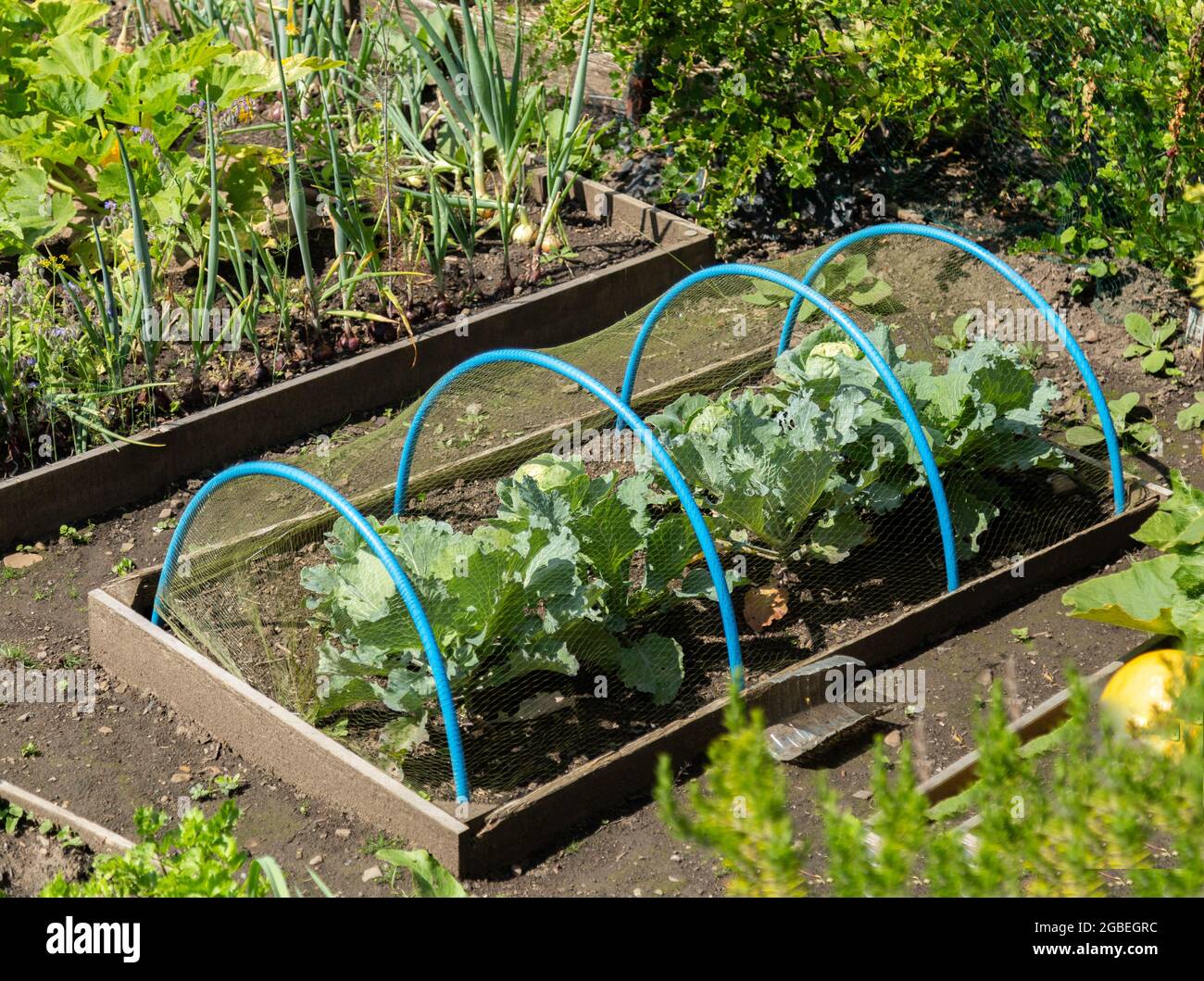 Choux-fleurs poussant dans un lit surélevé sous filet de jardin de houppé sur un allotissement de Yorkshire. Banque D'Images