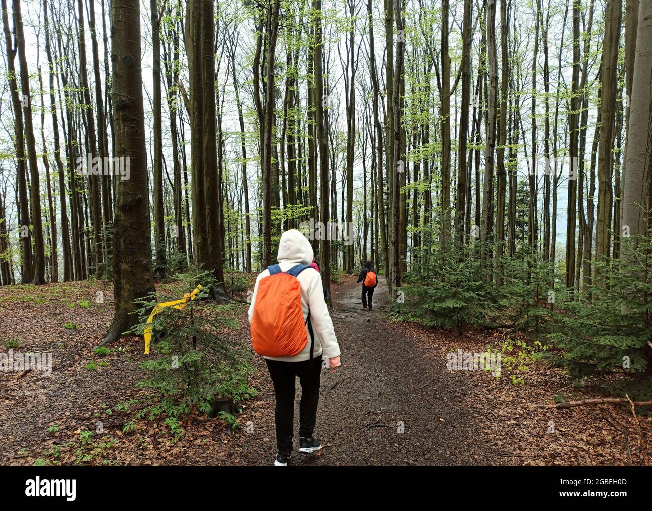 WIELKI Lubon, Pologne : personnes non identifiées randonnée ou randonnée vers la montagne lubon Wielki à travers la forêt ou les bois avec de grands arbres situés en Pologne duri Banque D'Images