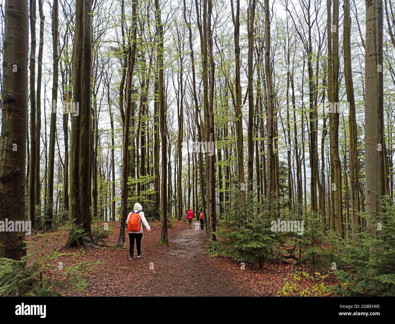 WIELKI Lubon, Pologne : personnes non identifiées randonnée ou randonnée vers la montagne lubon Wielki à travers la forêt ou les bois avec de grands arbres situés en Pologne duri Banque D'Images