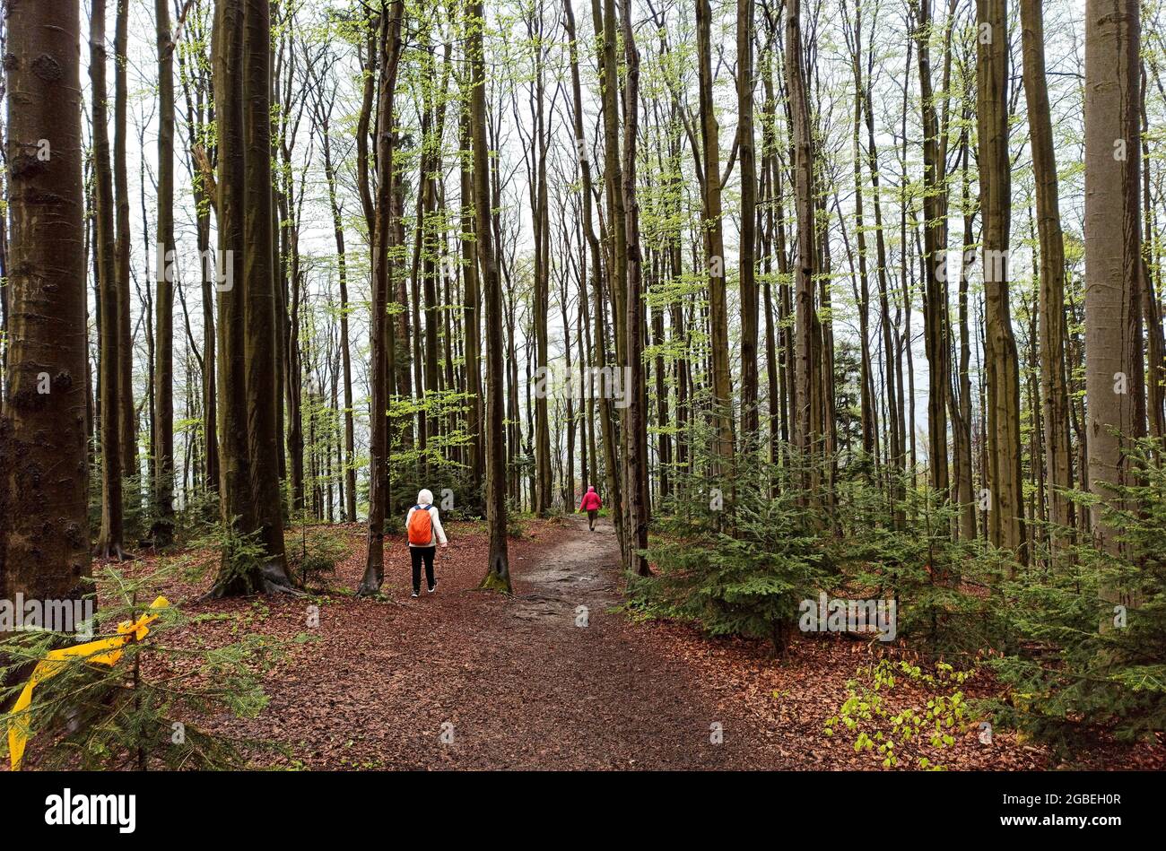 WIELKI Lubon, Pologne : personnes non identifiées randonnée ou randonnée vers la montagne lubon Wielki à travers la forêt ou les bois avec de grands arbres situés en Pologne duri Banque D'Images