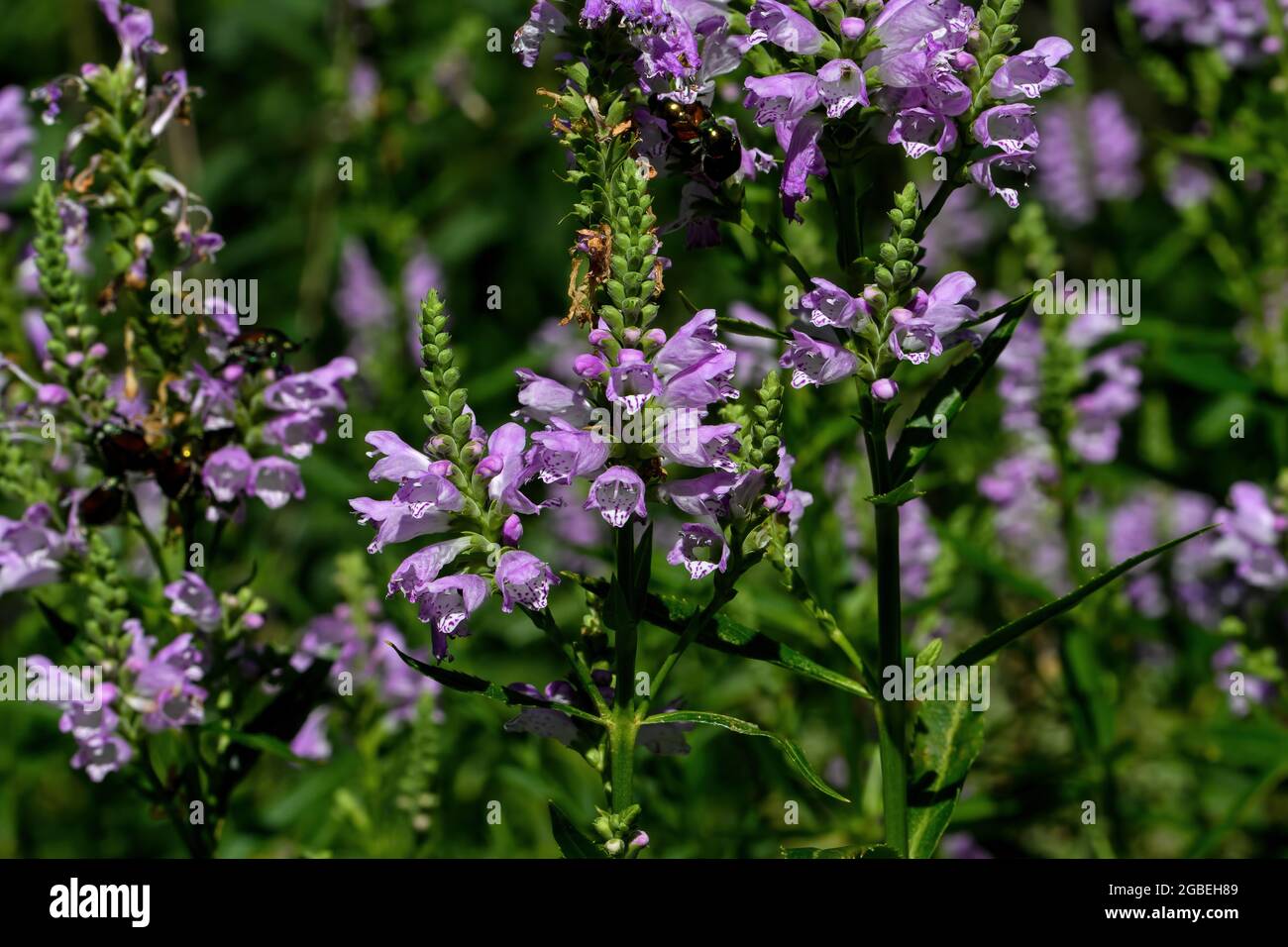 Plante obéissante, obéissance ou fausse tête de dragon à la lumière du matin. C'est une espèce de plante à fleurs de la famille de la menthe, Banque D'Images