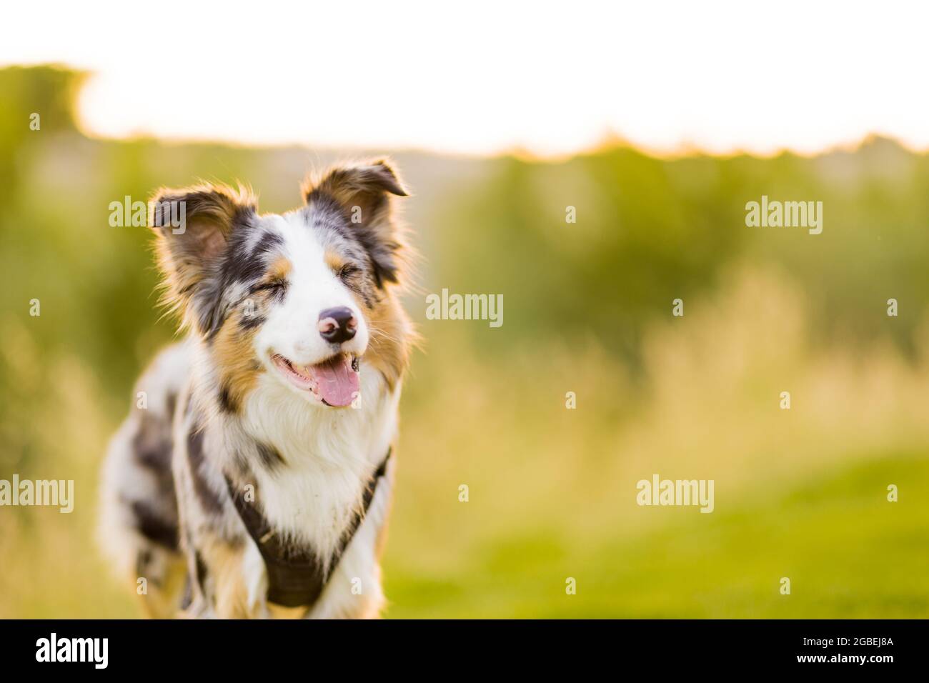 Border collie Happy Dog dans un environnement naturel d'animaux de compagnie. Portrait dans un pré pour une jolie bordure collie Banque D'Images