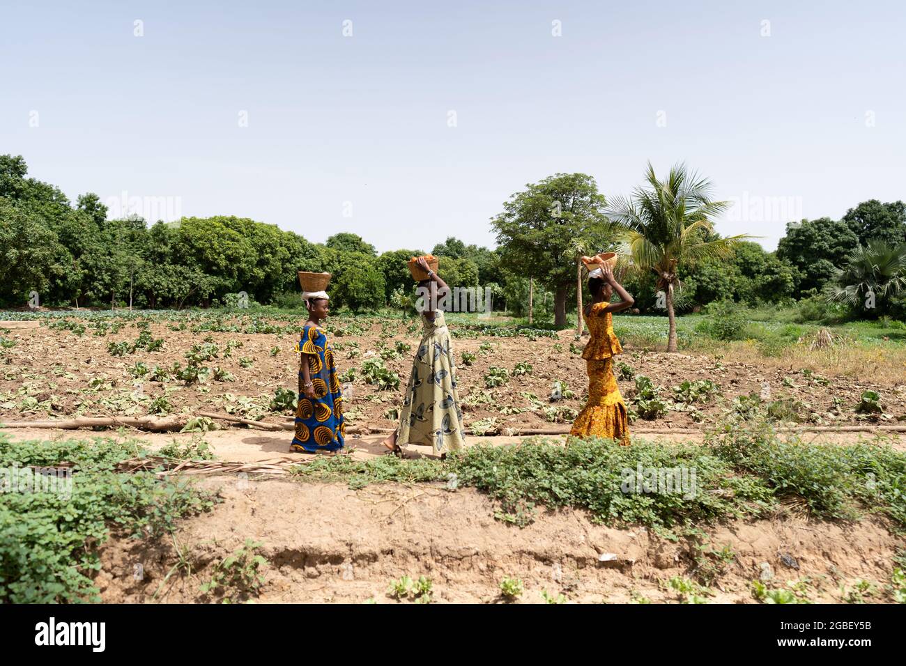 Dans cette image, trois belles petites filles africaines avec des robes longues traditionnelles coulorantes marchent dans une rangée admid un champ de légumes, avec bas Banque D'Images
