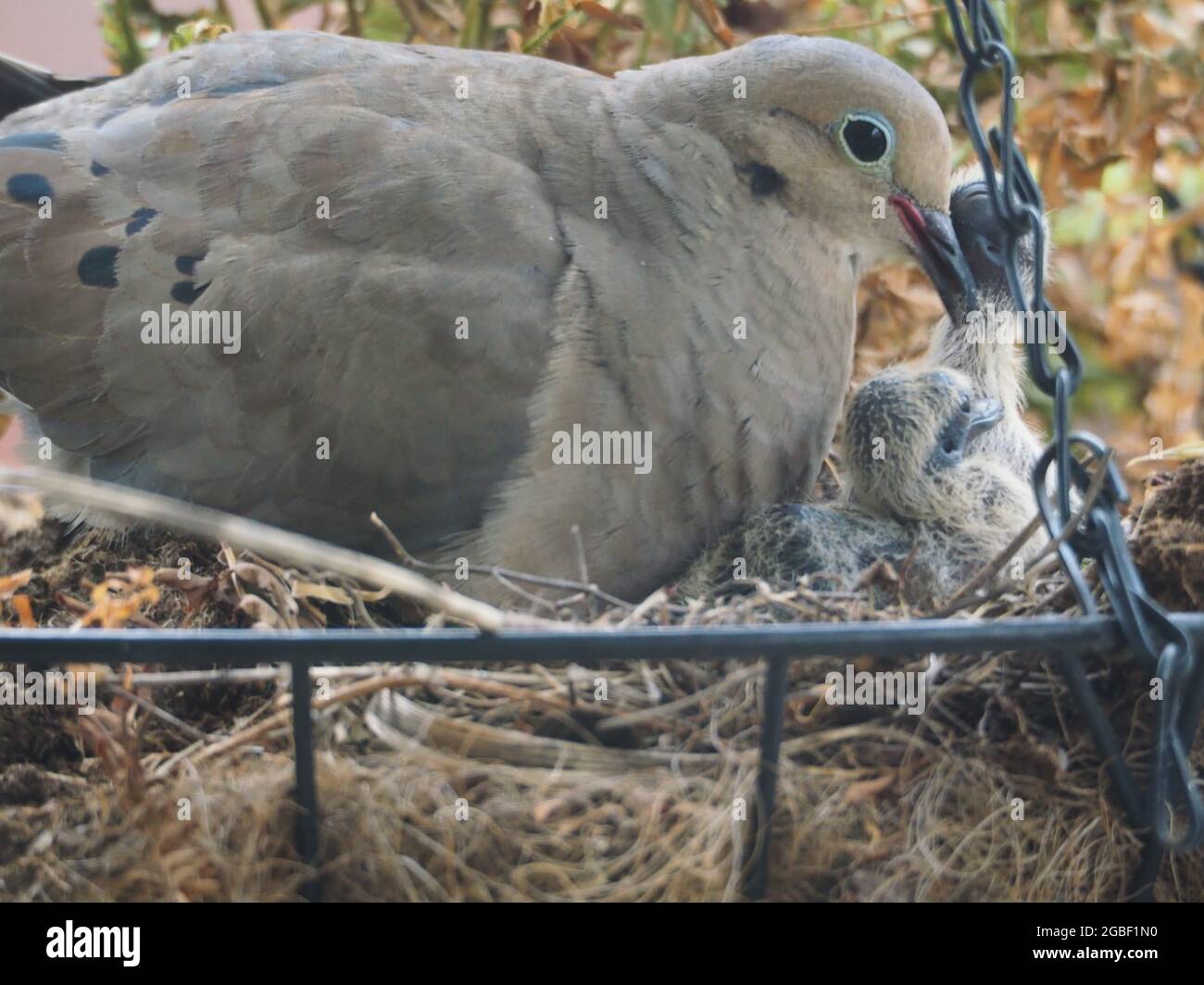 Mère Mourning Dove et ses deux bébés ont niché dans un panier à fleurs suspendu pendant et après l'alimentation Banque D'Images Mère Mourning Dove et ses deux bébés ont niché dans un panier à fleurs suspendu pendant et après l'alimentation Banque D'Images