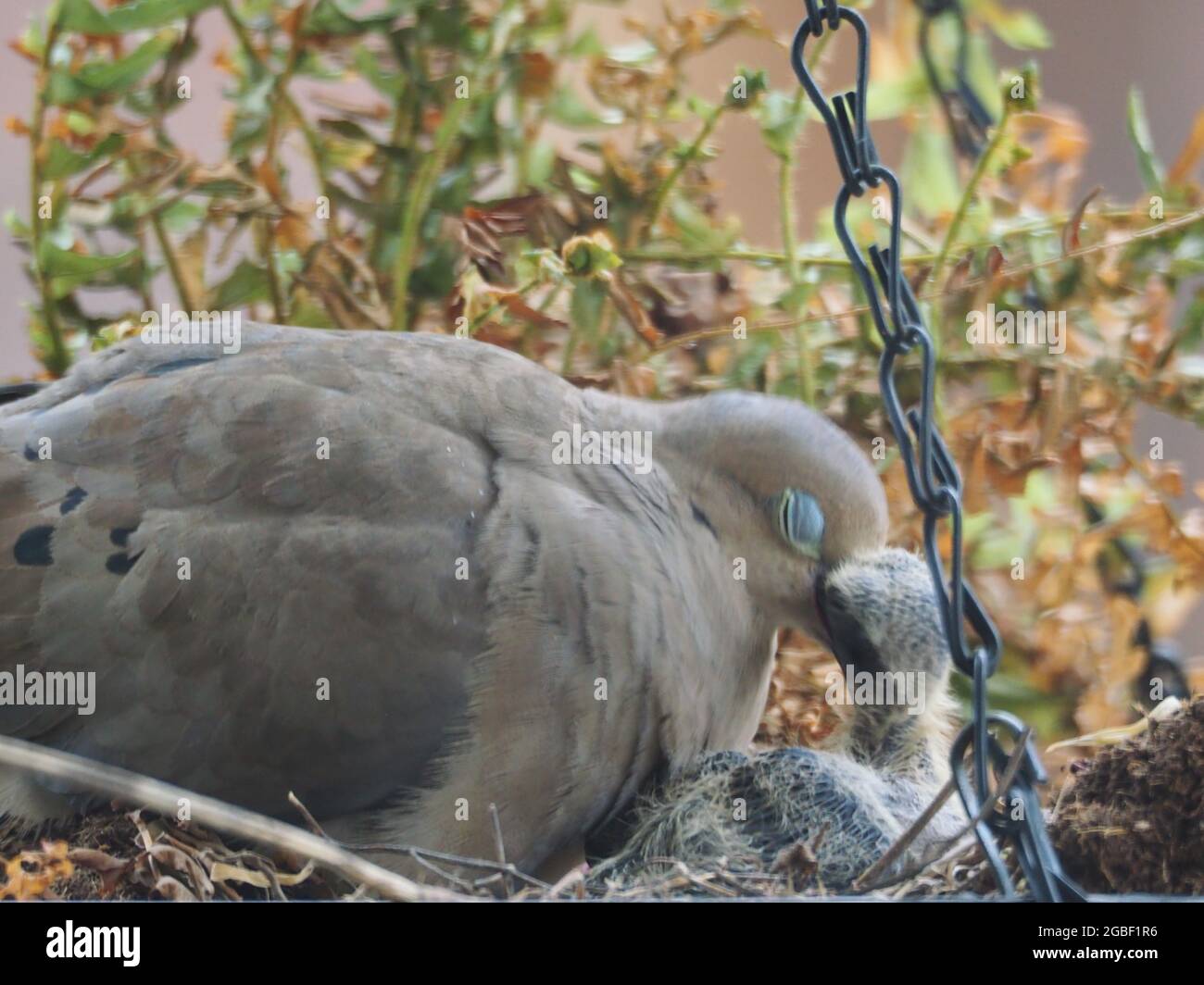 Mère Mourning Dove et ses deux bébés ont niché dans un panier à fleurs suspendu pendant et après l'alimentation Banque D'Images