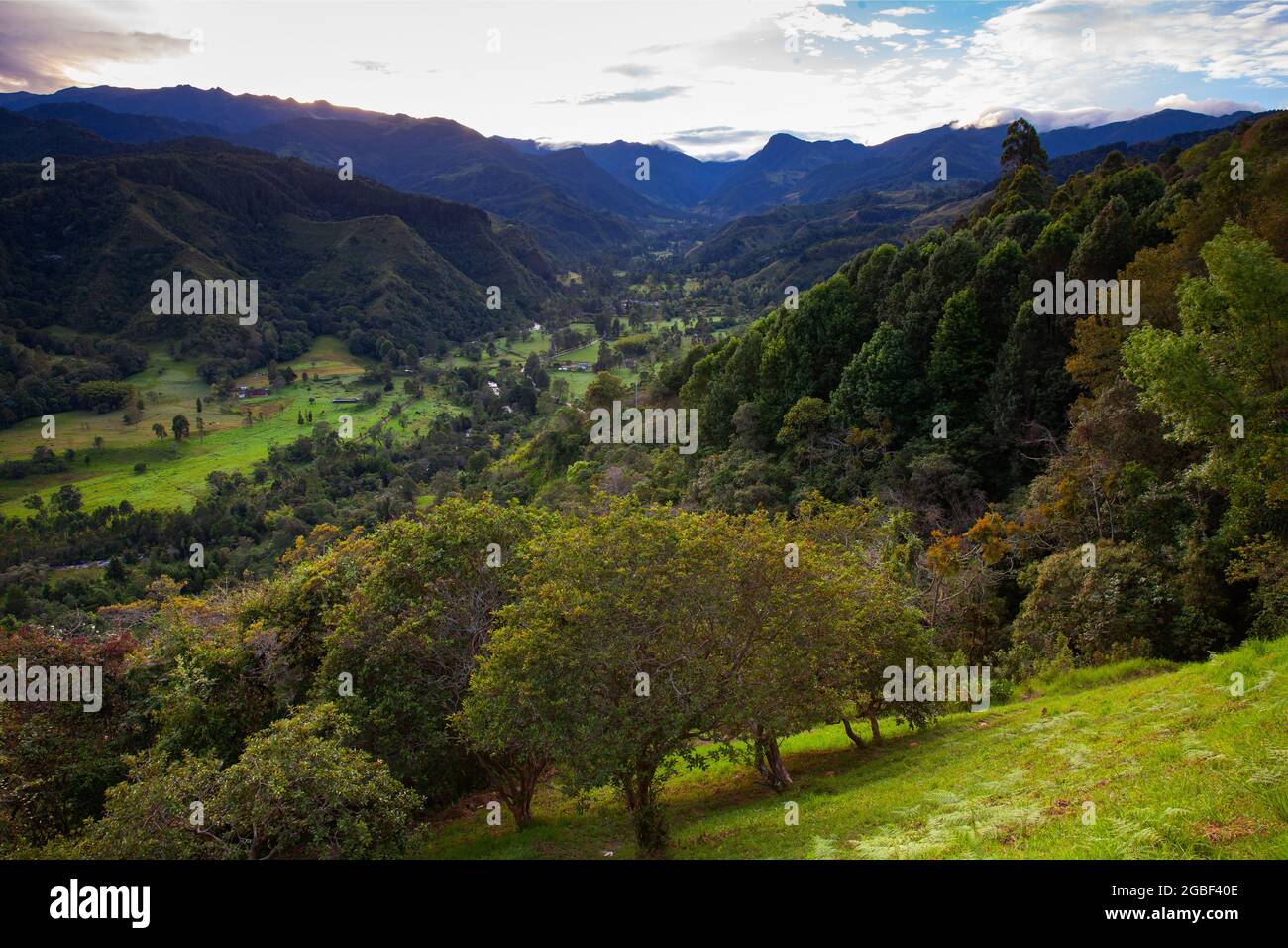 Belle vue panoramique sur la vallée de Cocora dans la région de Quindio en Colombie Banque D'Images