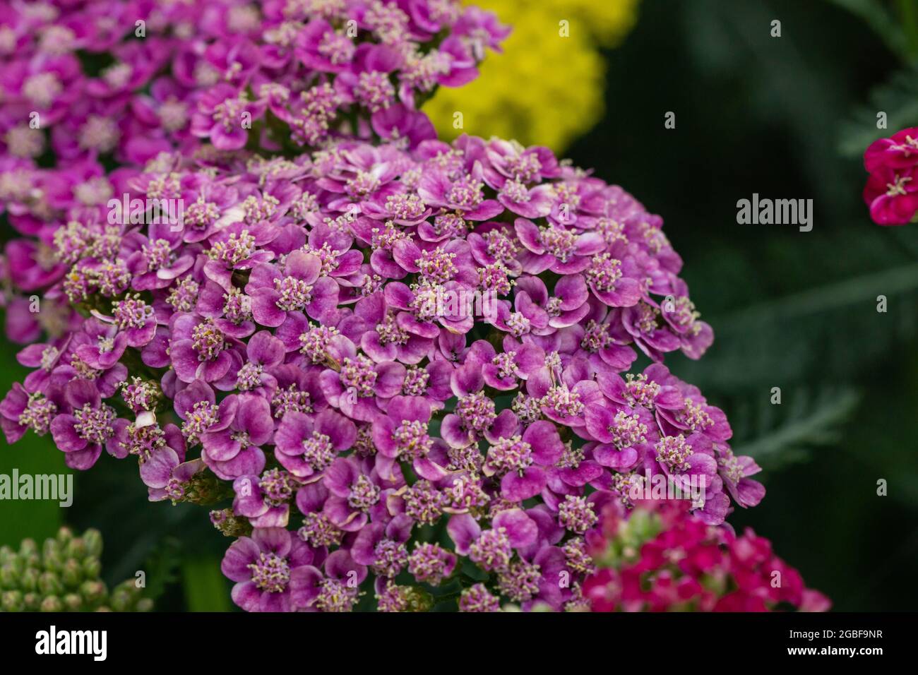 Fleurs de yarrow rose en été Banque D'Images
