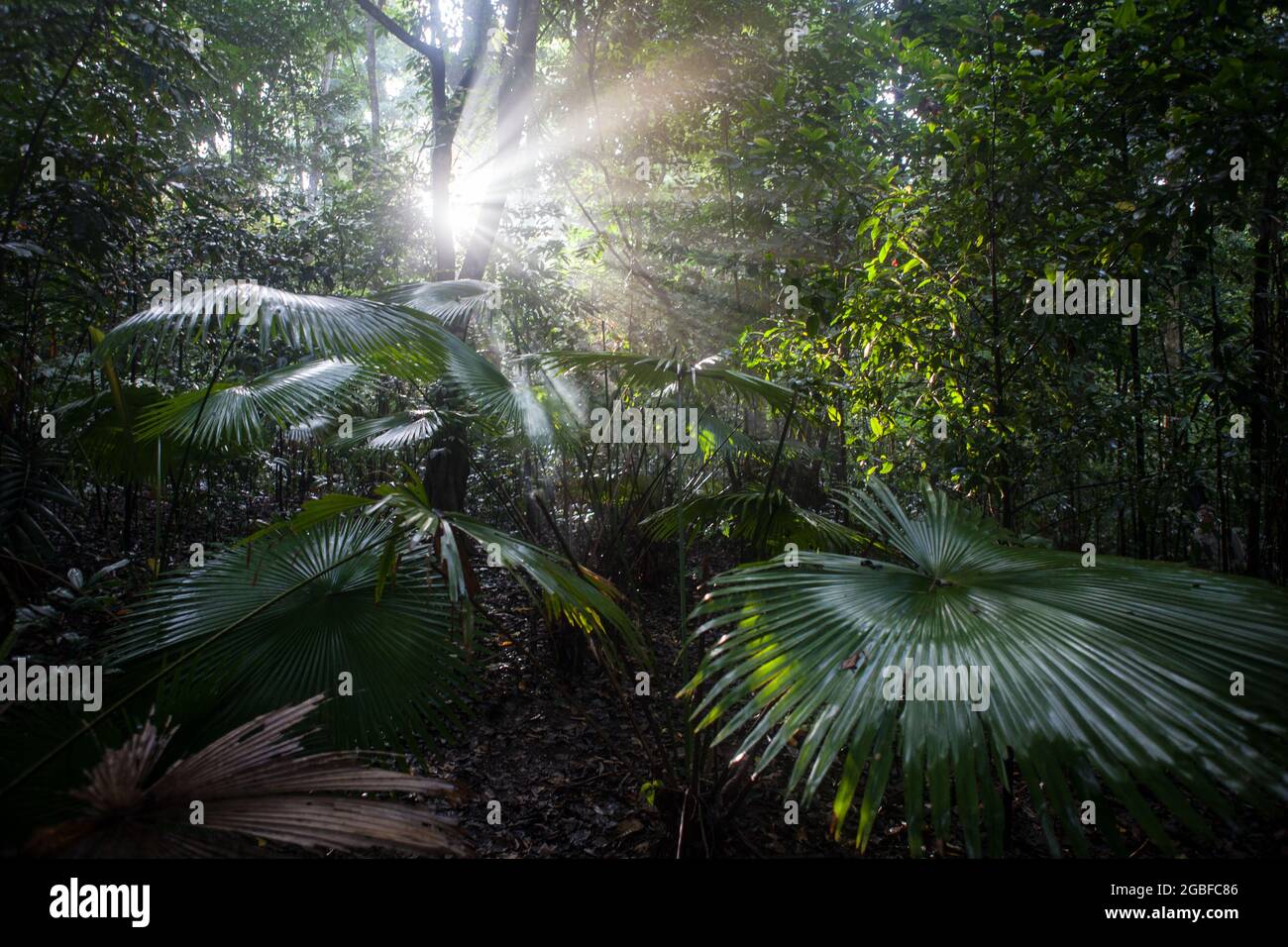 Des poutres de lumière vive percent l'obscurité d'une forêt tropicale diversifiée dans le parc national de Tangkoko, sur l'île de Sulawesi, en Indonésie. Banque D'Images