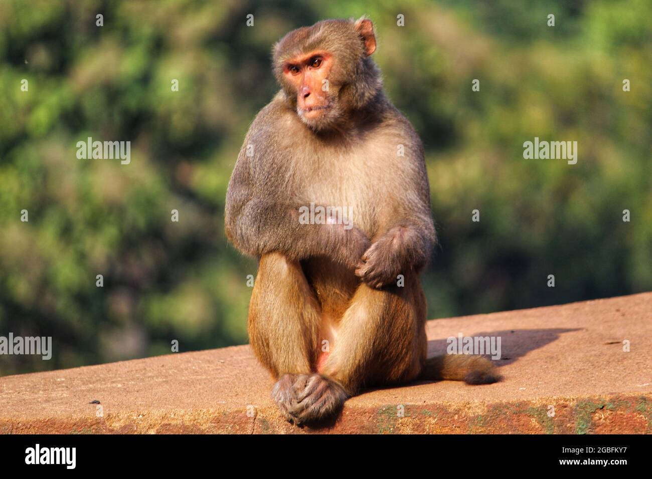 Photo d'un singe macaque mâle alpha agressif assis sur la pierre sur un fond de jungle flou Banque D'Images