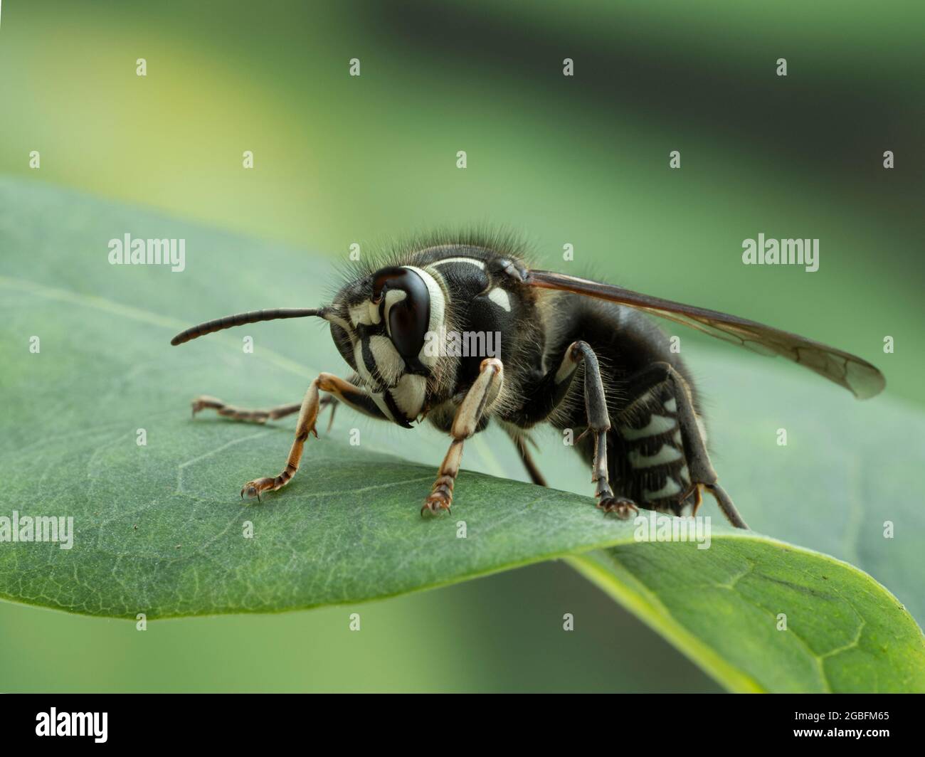 hornet à tête chauve (Dolichovespula maculata) frappant reposant sur la feuille d'un lilas Banque D'Images
