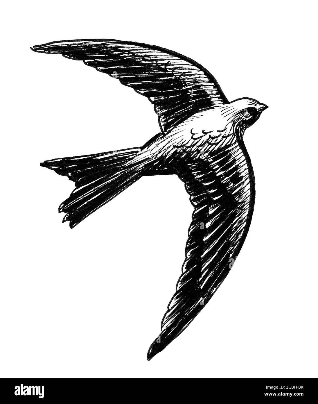 Oiseau Hirondelle Volant Dessin Noir Et Blanc Photo Stock Alamy