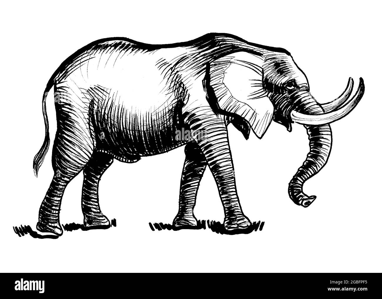 Dessin Elephant Noir Et Blanc La marche de l'éléphant d'Afrique. Dessin noir et blanc Photo Stock - Alamy