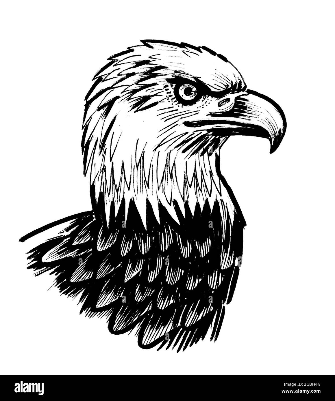 Tête d'aigle à tête blanche. Dessin noir et blanc Banque D'Images