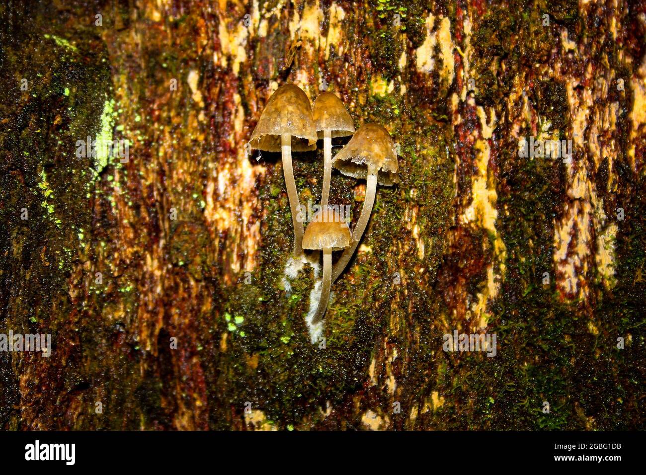 De petits champignons sauvages qui poussent d'un vieux arbre à la texture de bois terne Banque D'Images