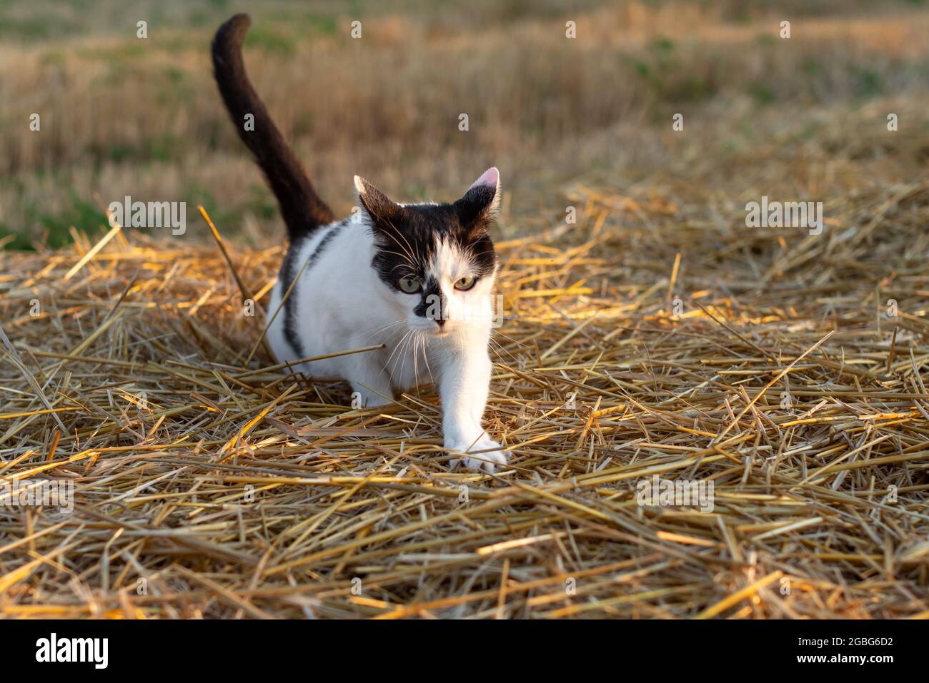 Souris de chasse au chat au champ de blé après la récolte en soirée d'été. Chat domestique noir et blanc se faufilant dans un champ de robe. Banque D'Images