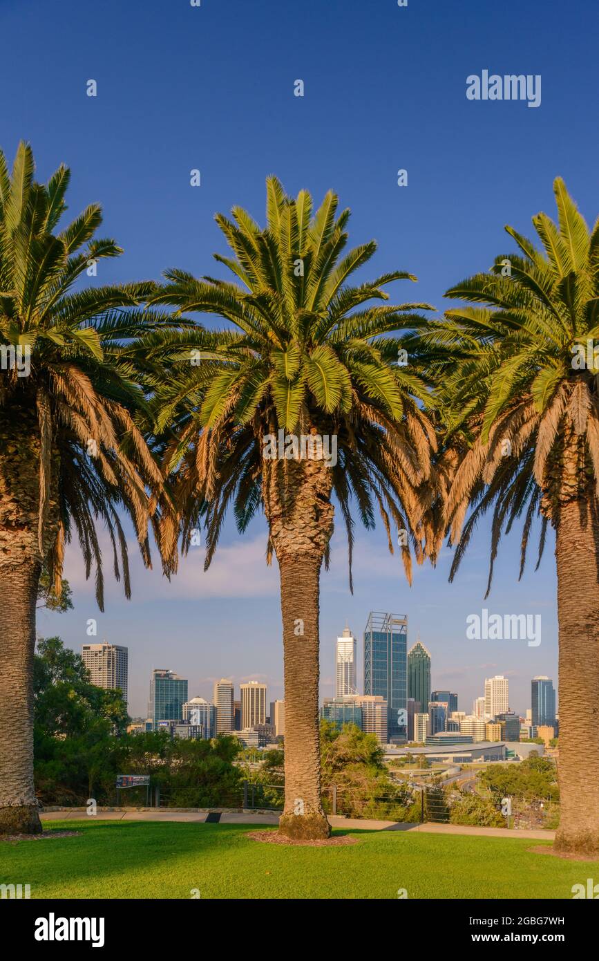 Vue de l'après-midi sur les gratte-ciels de la ville de Perth vus de Kings Park avec Date Palms. Perth est une ville moderne et dynamique et est la capitale de l'Australie occidentale. Banque D'Images