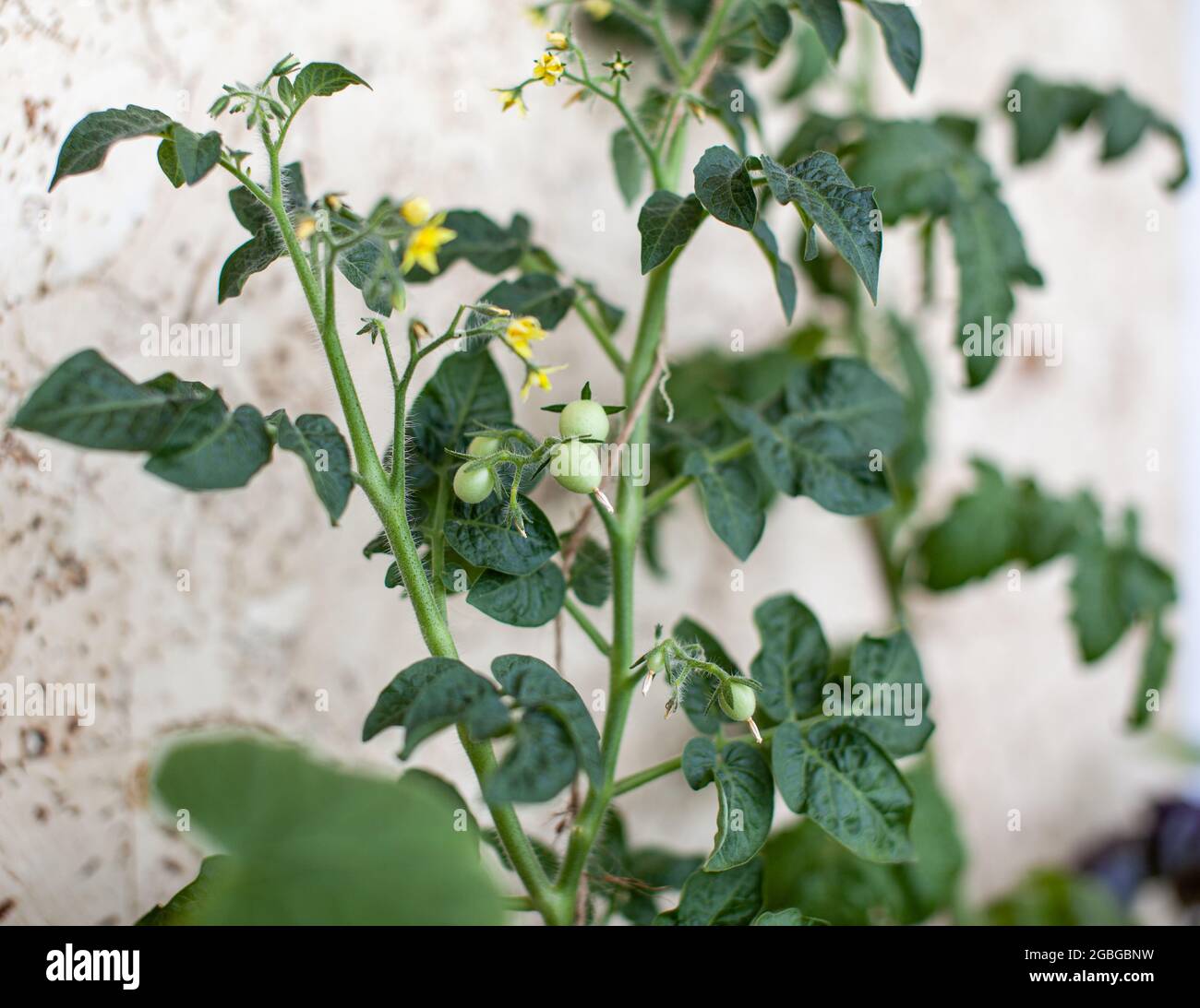 Petit fruit de tomate sur un Bush. Faire pousser des tomates à la maison sur le rebord de la fenêtre. Arbustes fleuris de tomates. Semis de tomates sur le rebord de la fenêtre dans l'apa Banque D'Images