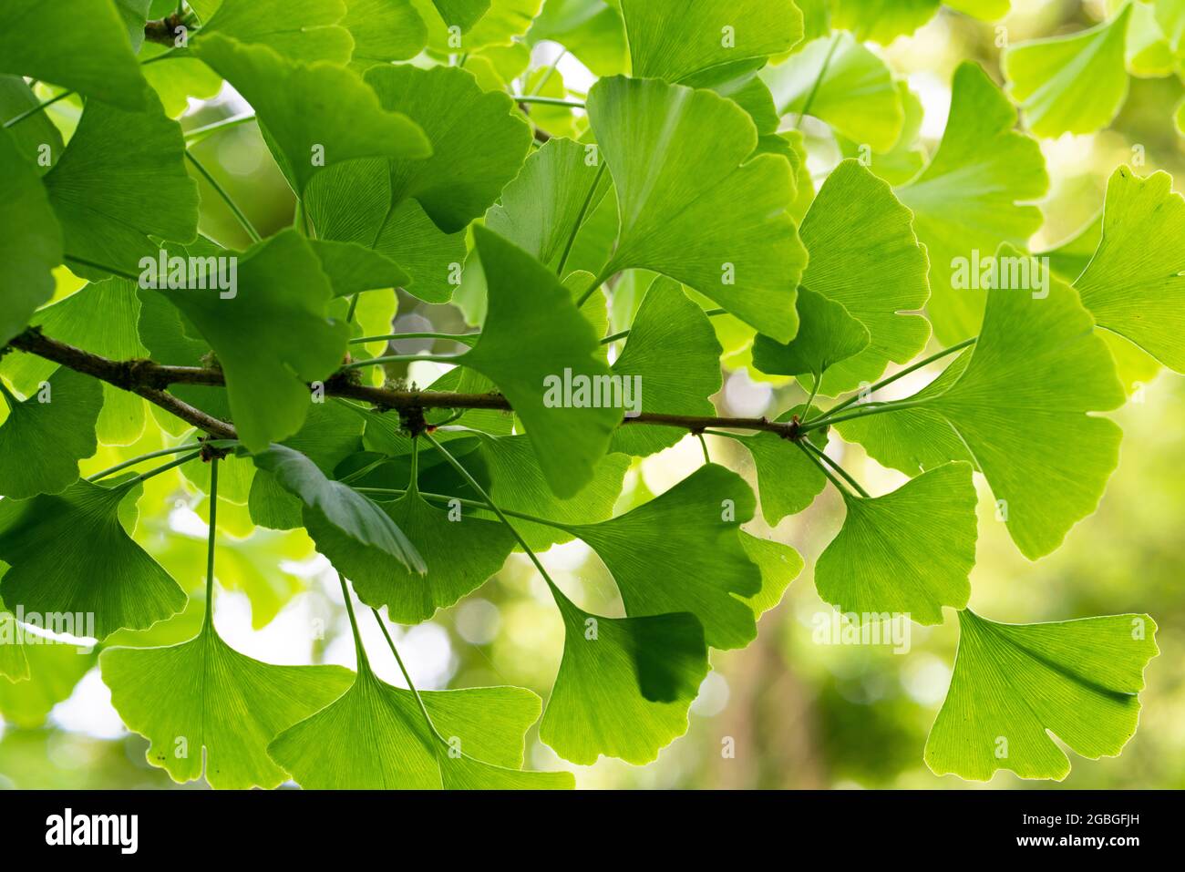 botanique, feuilles de gingko, Ginkgo biloba, POUR L'ACCUEIL/L'UTILISATION DE CARTES POSTALES DANS GERM.SPEAK.C CERTAINES RESTRICTIONS PEUVENT S'APPLIQUER Banque D'Images